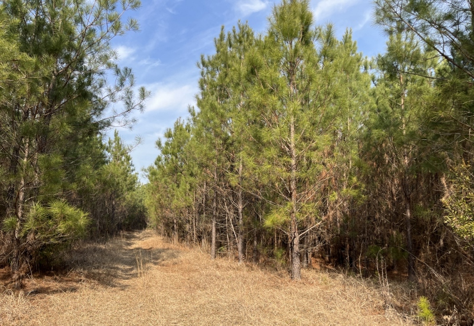 McCormick, 0 , 0 ,0,Land,Active,0,1197 McCormick, 0 , 0 ,0,Land,Active,0,1197