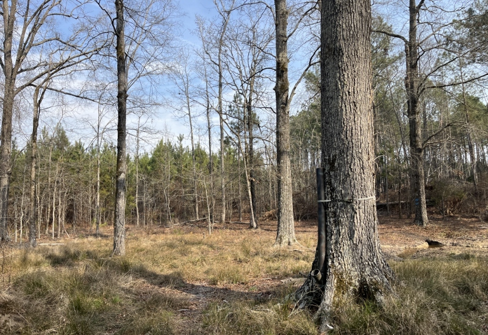 McCormick, 0 , 0 ,0,Land,Active,0,1197 McCormick, 0 , 0 ,0,Land,Active,0,1197