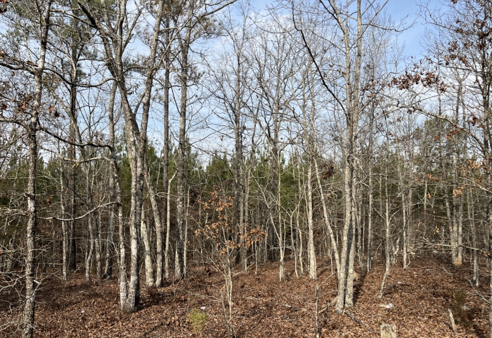 McCormick, 0 , 0 ,0,Land,Active,0,1197 McCormick, 0 , 0 ,0,Land,Active,0,1197