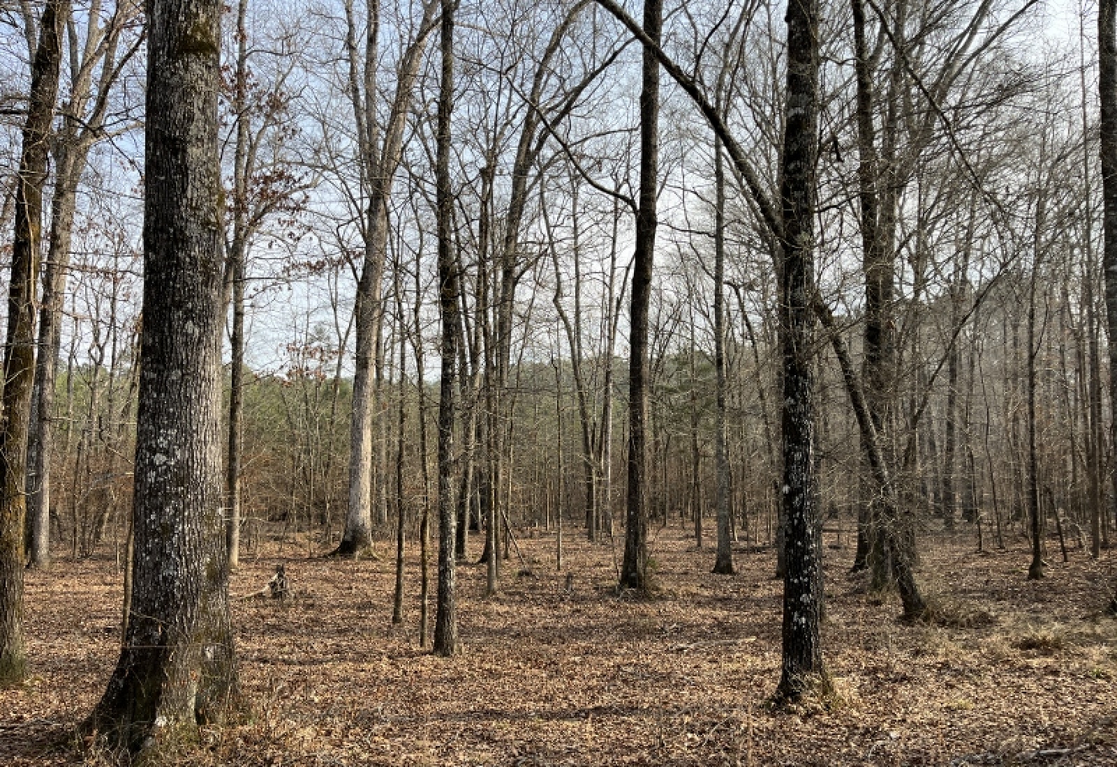 McCormick, 0 , 0 ,0,Land,Active,0,1197 McCormick, 0 , 0 ,0,Land,Active,0,1197