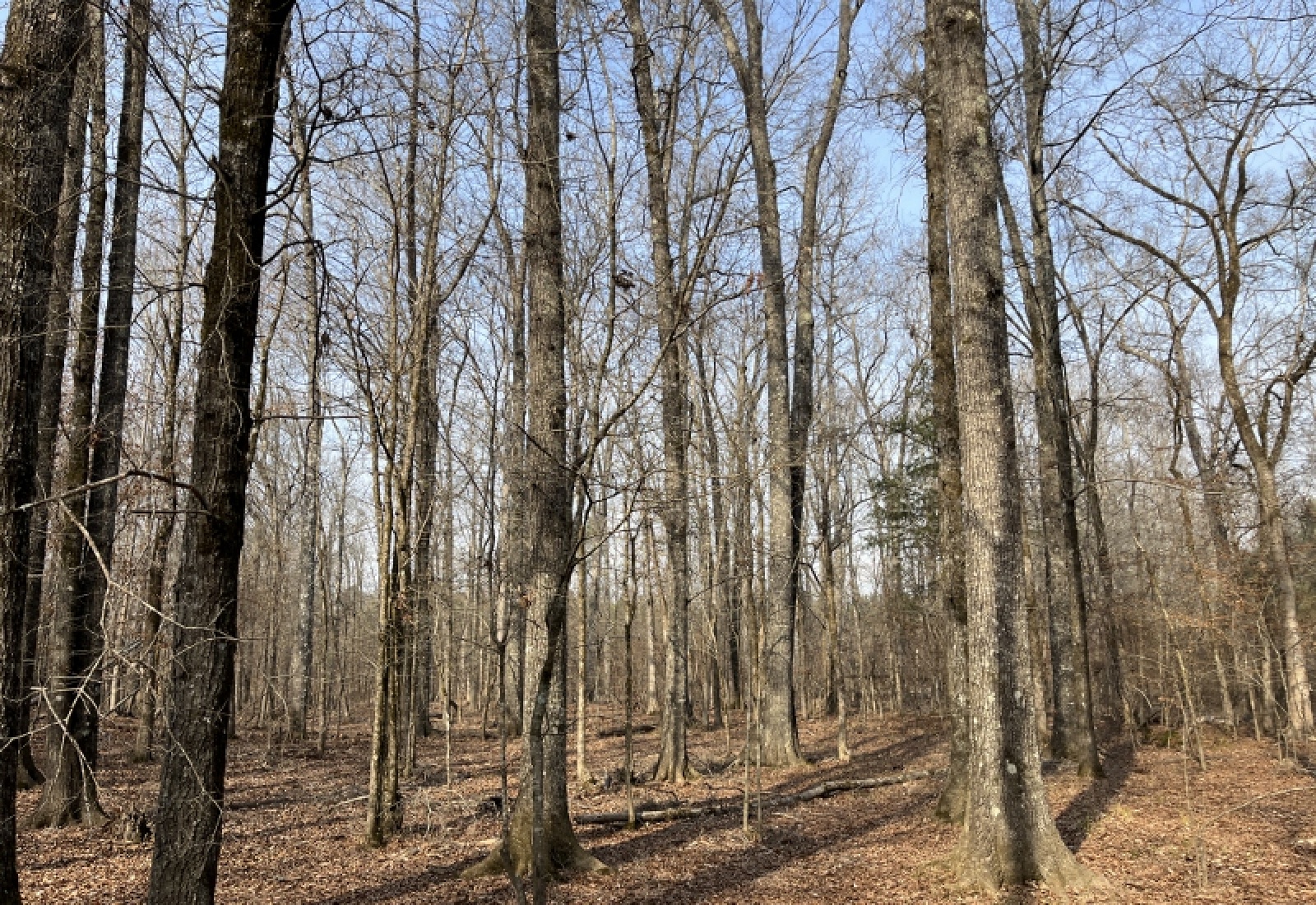 McCormick, 0 , 0 ,0,Land,Active,0,1197 McCormick, 0 , 0 ,0,Land,Active,0,1197