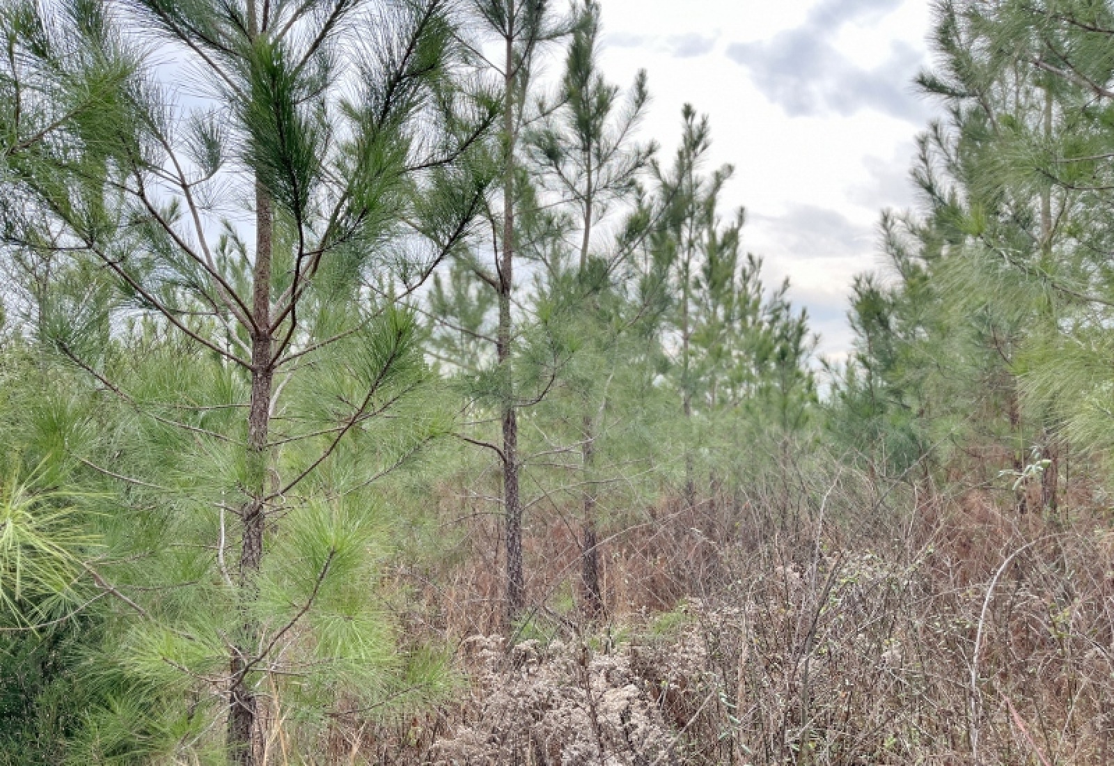 McCormick County, 0 , 0 ,0,Land,Active,0,1198