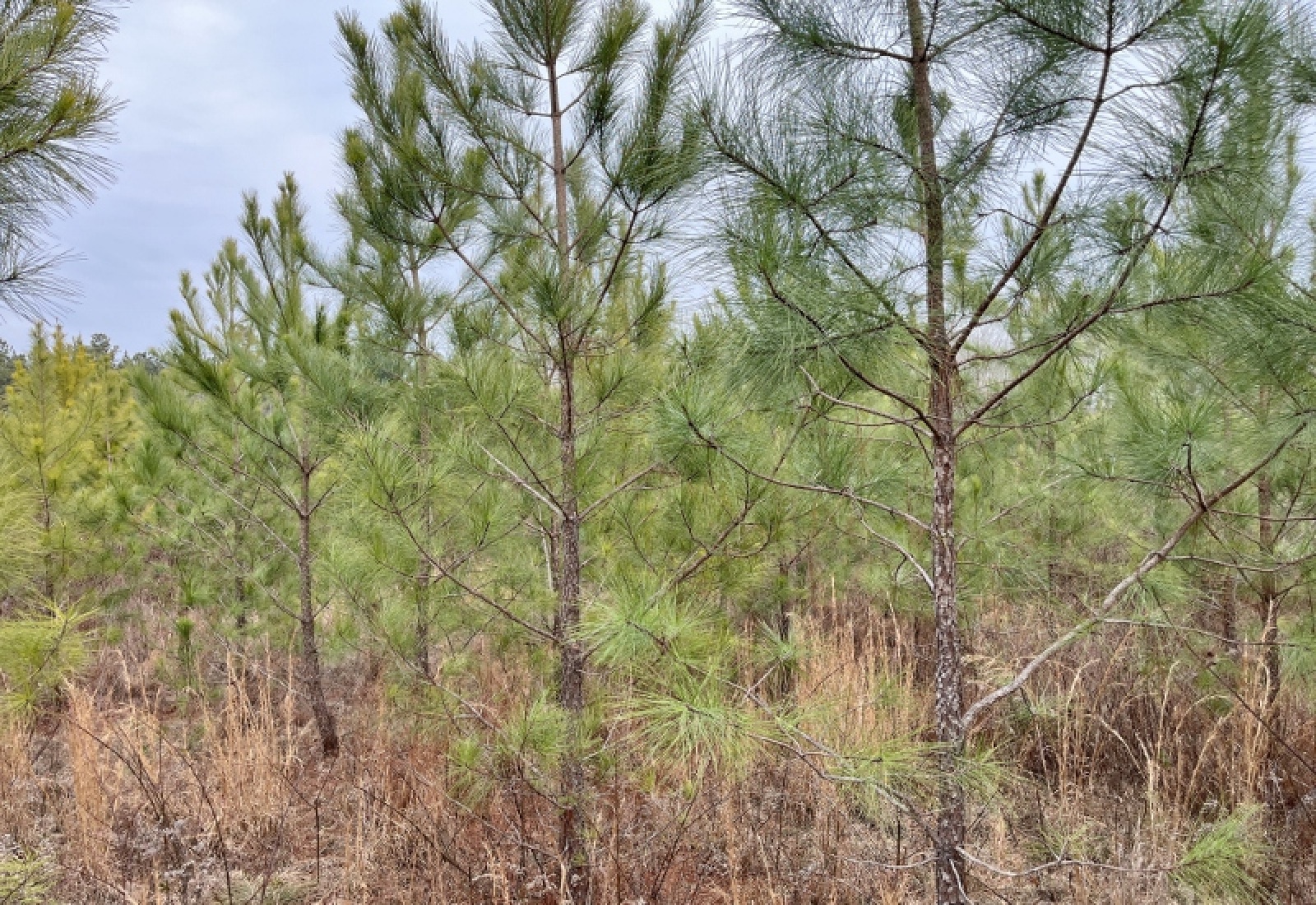 McCormick County, 0 , 0 ,0,Land,Active,0,1198