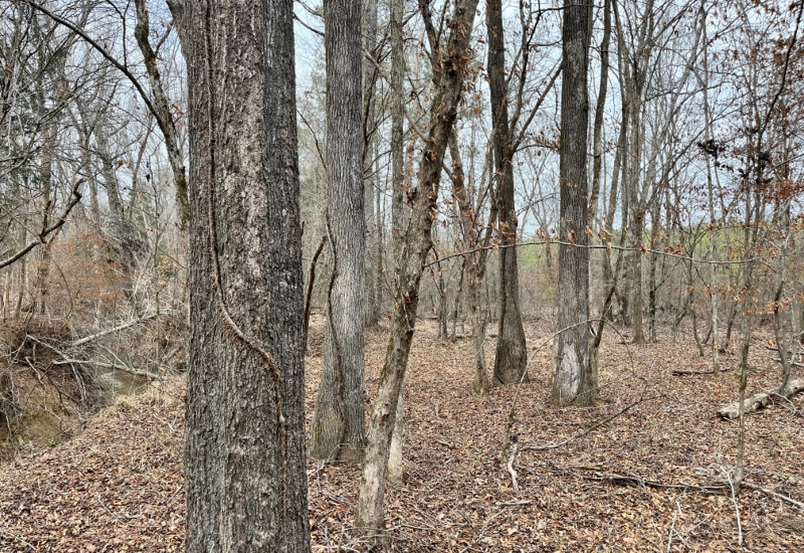 McCormick County, 0 , 0 ,0,Land,Active,0,1198