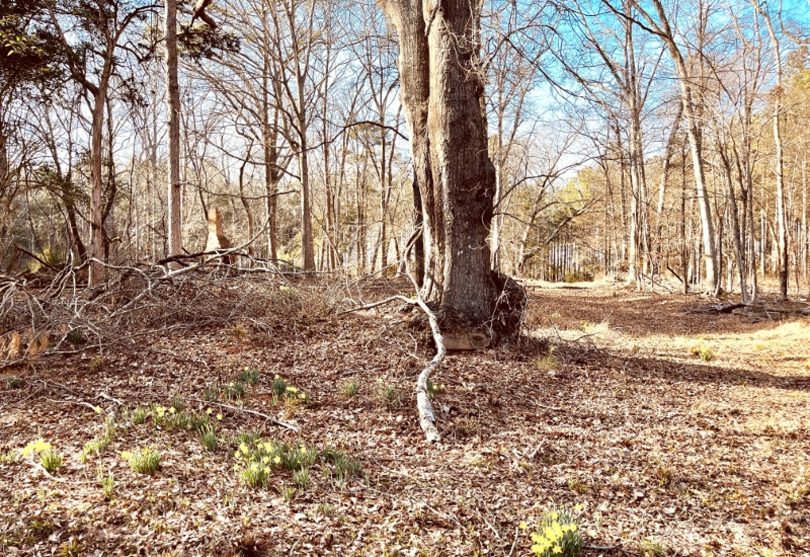 Greenwood County, 0 , 0 ,0,Land,Active,0,1199