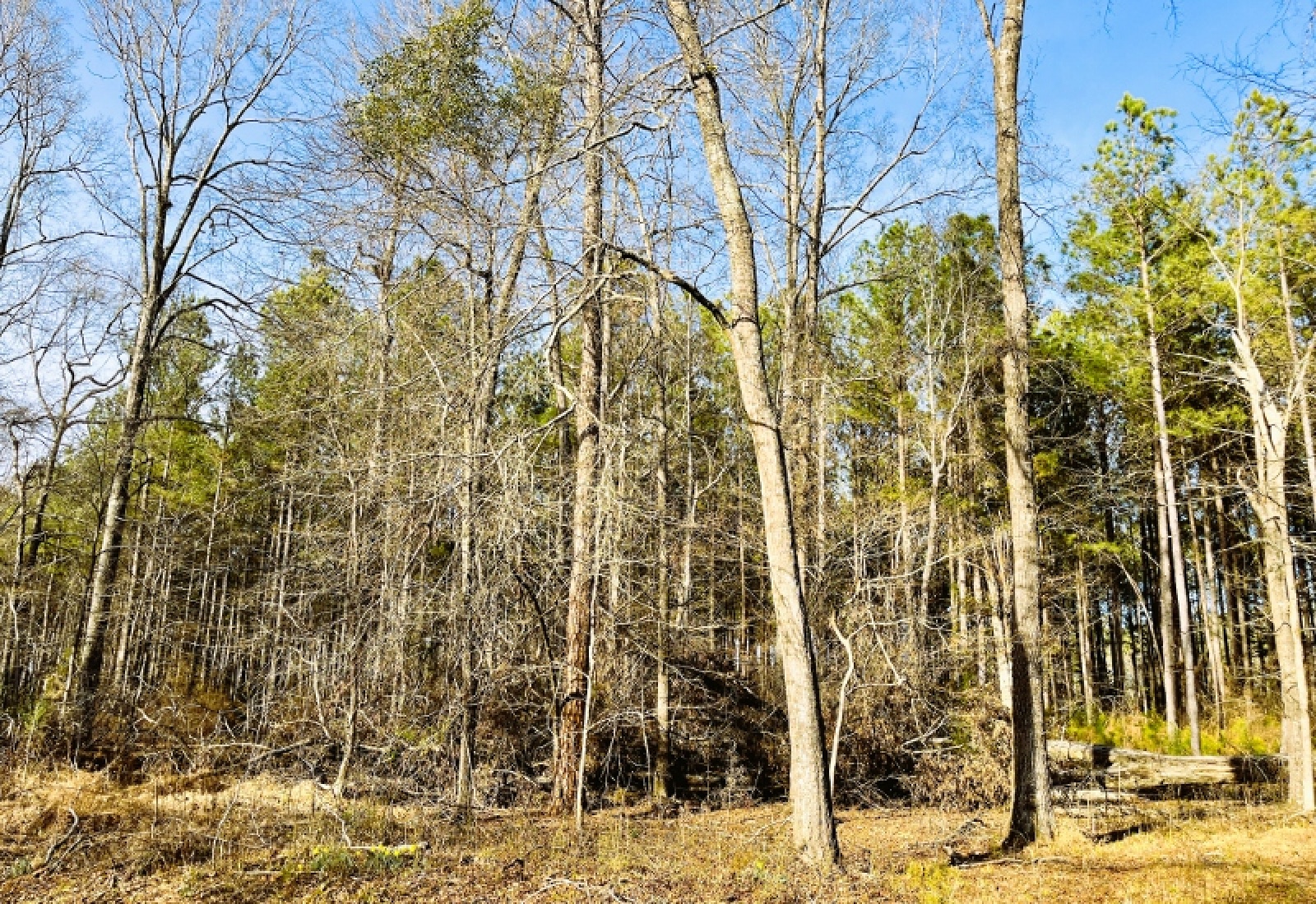 Greenwood County, 0 , 0 ,0,Land,Active,0,1199