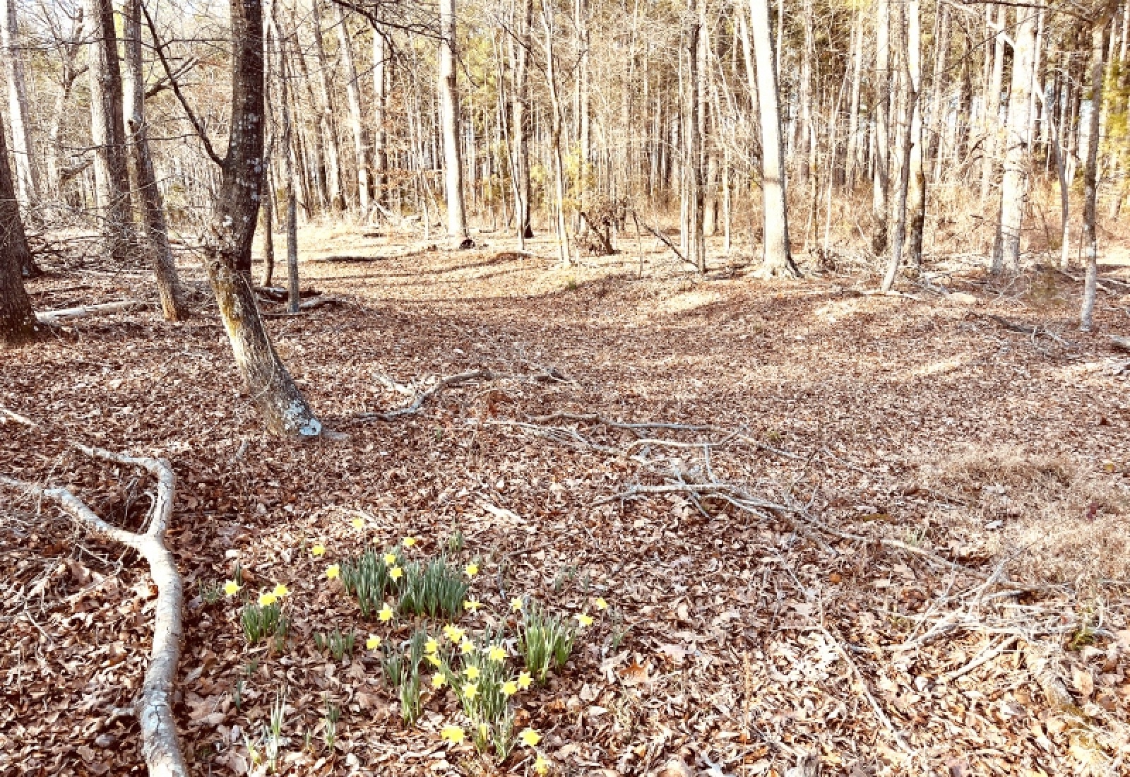 Greenwood County, 0 , 0 ,0,Land,Active,0,1199