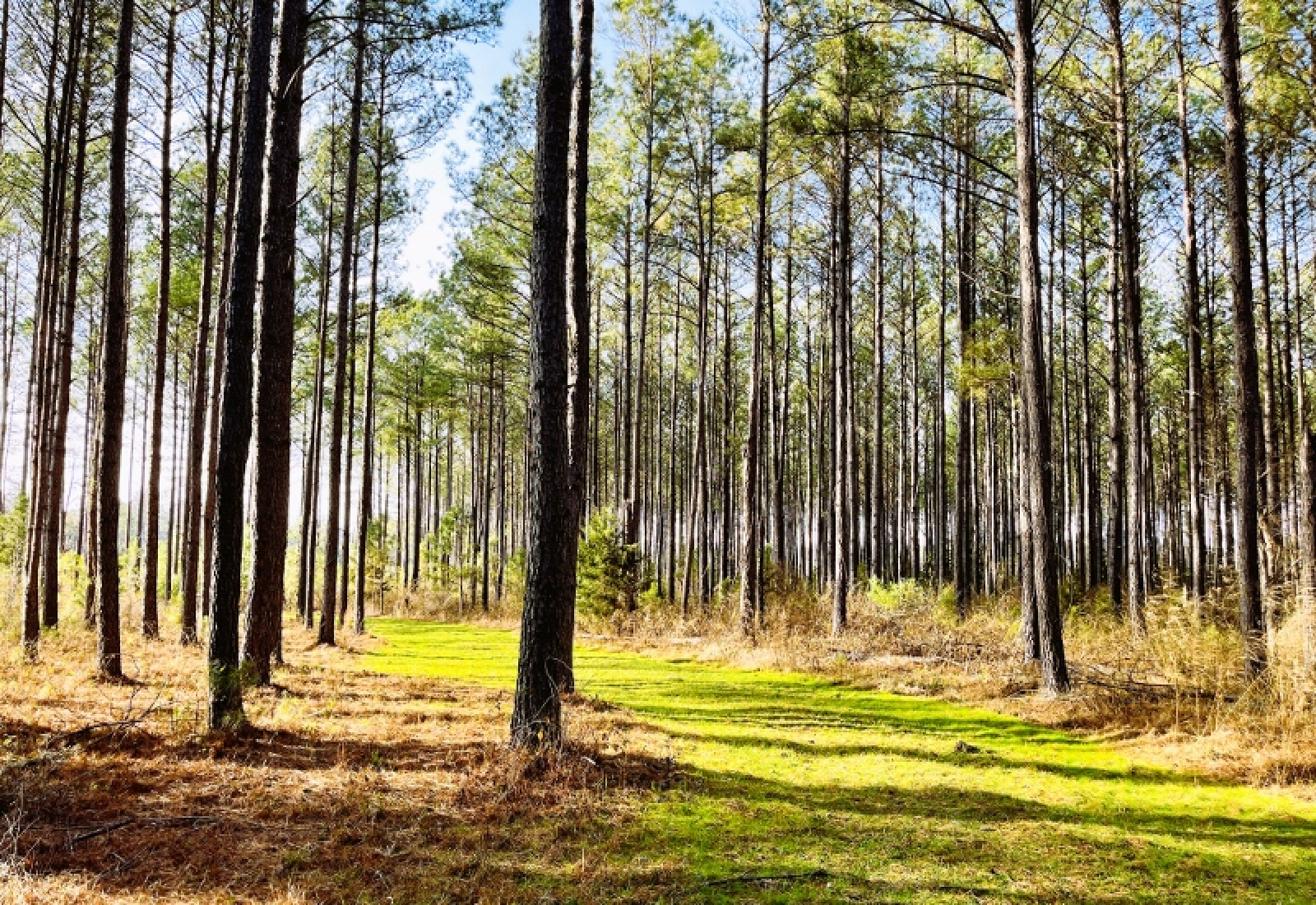 Greenwood County, 0 , 0 ,0,Land,Active,0,1199