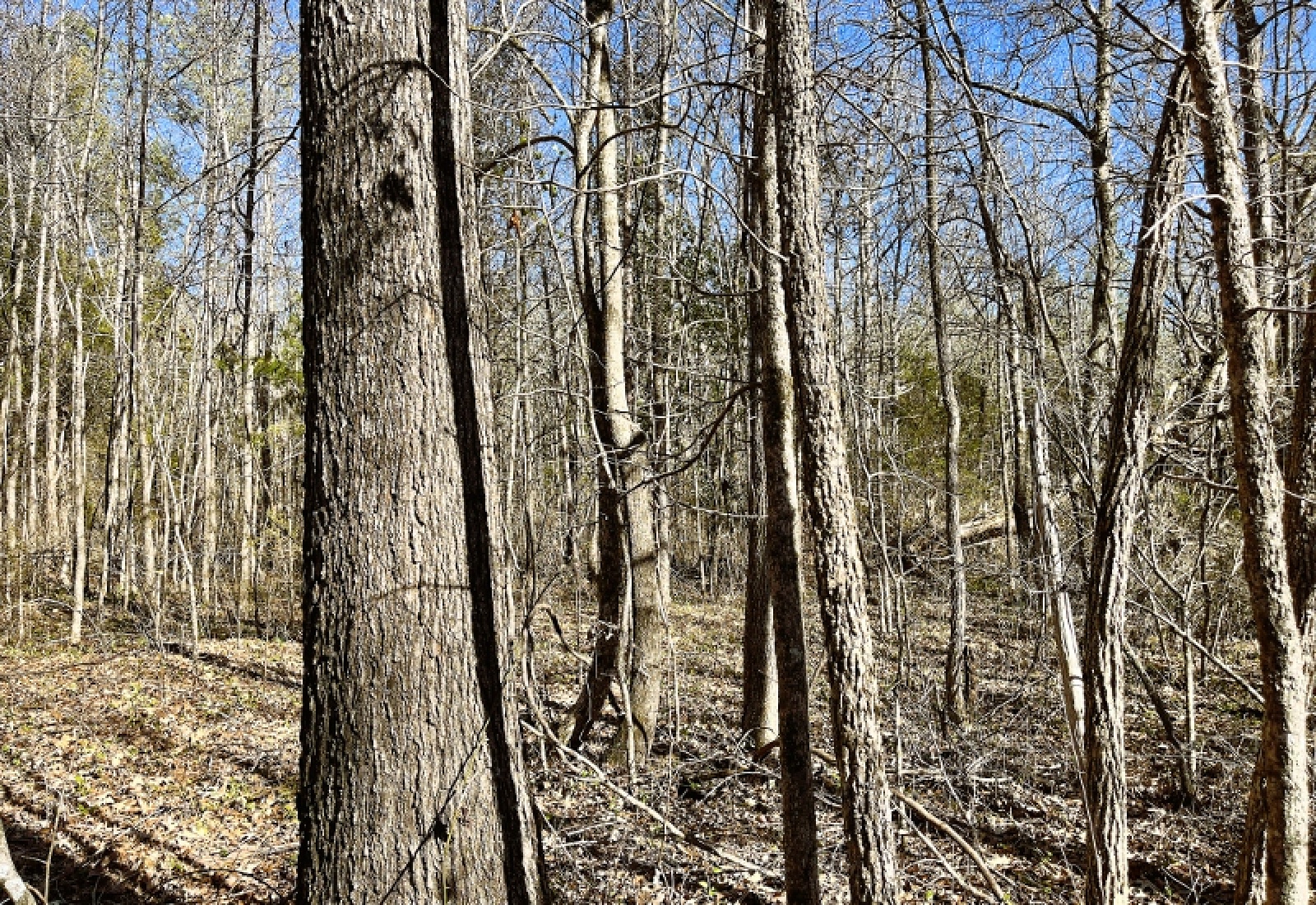 Greenwood County, 0 , 0 ,0,Land,Active,0,1199