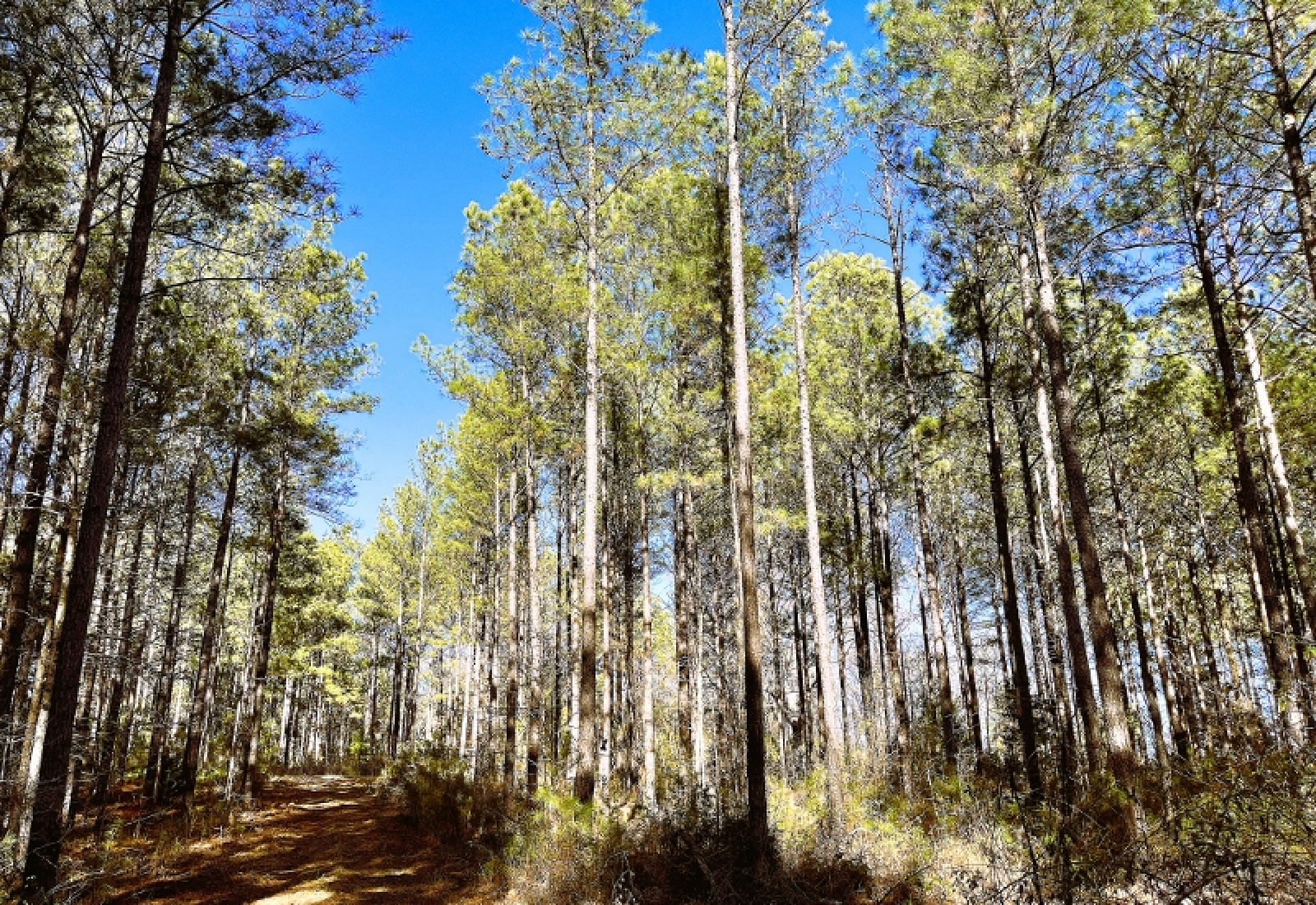 Greenwood County, 0 , 0 ,0,Land,Active,0,1199