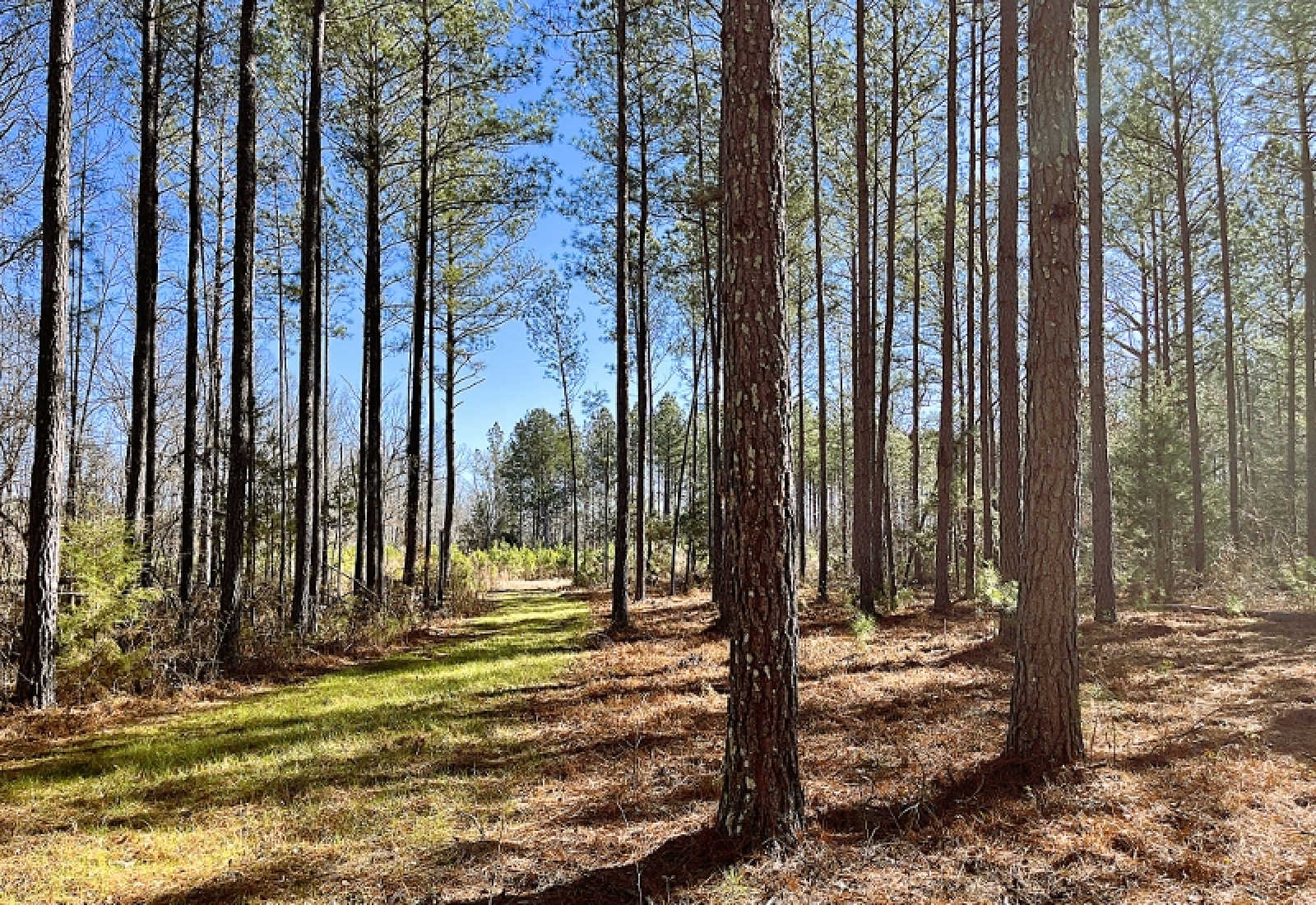 Greenwood County, 0 , 0 ,0,Land,Active,0,1200 Greenwood County, 0 , 0 ,0,Land,Active,0,1200