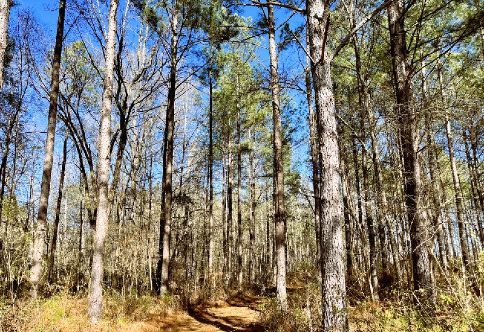 Greenwood County, 0 , 0 ,0,Land,Active,0,1200 Greenwood County, 0 , 0 ,0,Land,Active,0,1200