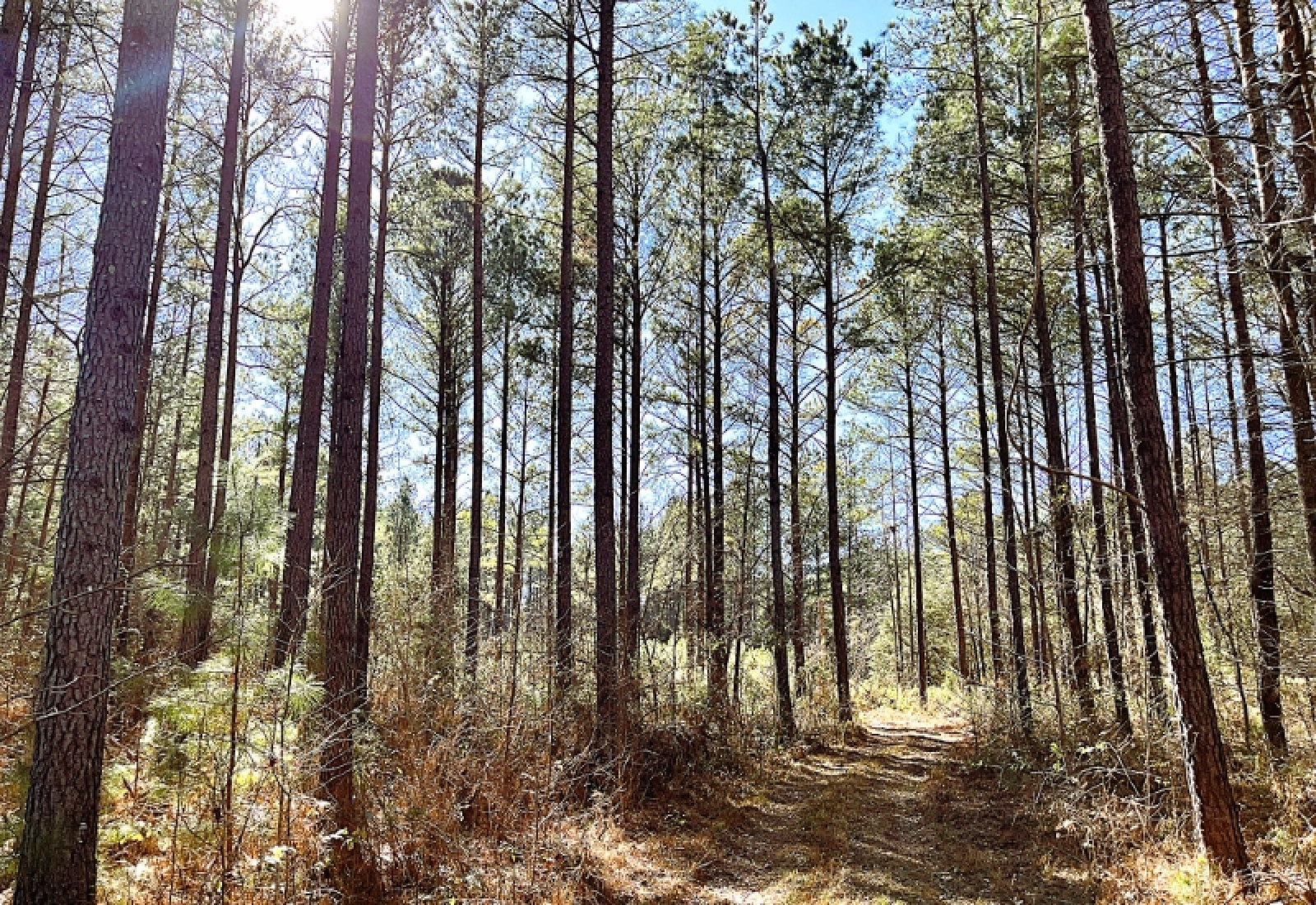 Greenwood County, 0 , 0 ,0,Land,Active,0,1200 Greenwood County, 0 , 0 ,0,Land,Active,0,1200