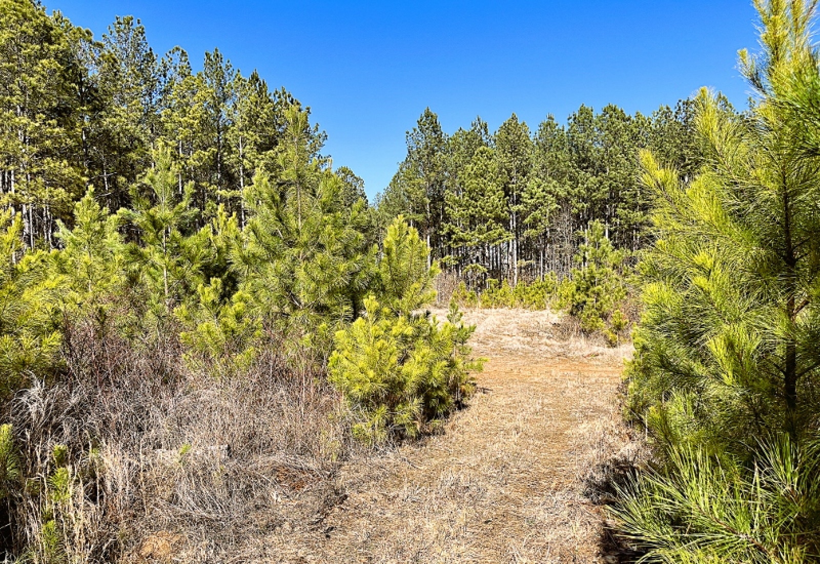 Greenwood County, 0 , 0 ,0,Land,Active,0,1200 Greenwood County, 0 , 0 ,0,Land,Active,0,1200