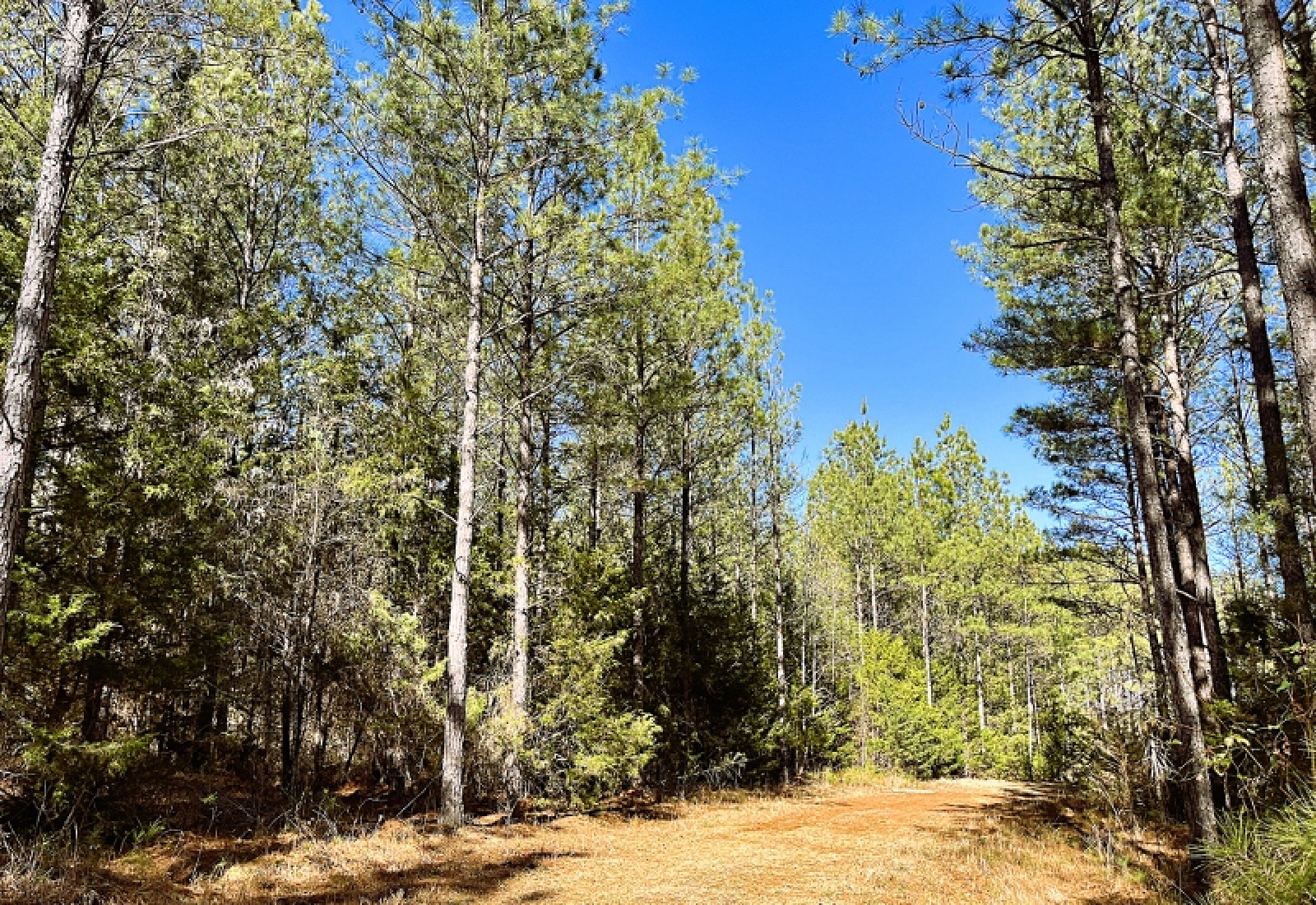 Greenwood County, 0 , 0 ,0,Land,Active,0,1200 Greenwood County, 0 , 0 ,0,Land,Active,0,1200