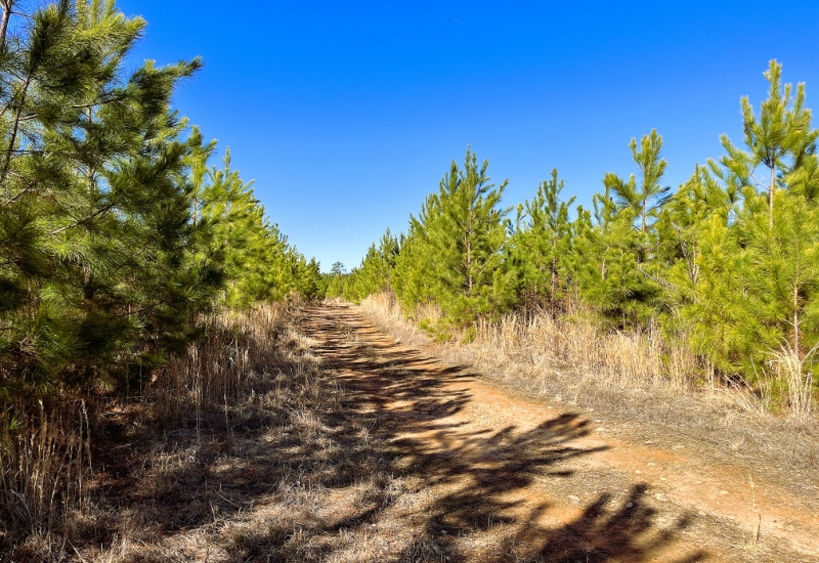 Greenwood County, 0 , 0 ,0,Land,Active,0,1200 Greenwood County, 0 , 0 ,0,Land,Active,0,1200