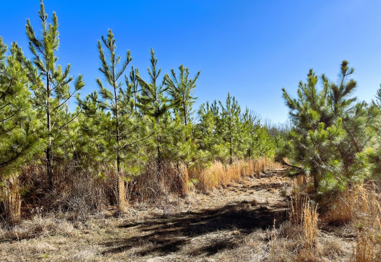 Greenwood County, 0 , 0 ,0,Land,Active,0,1200 Greenwood County, 0 , 0 ,0,Land,Active,0,1200