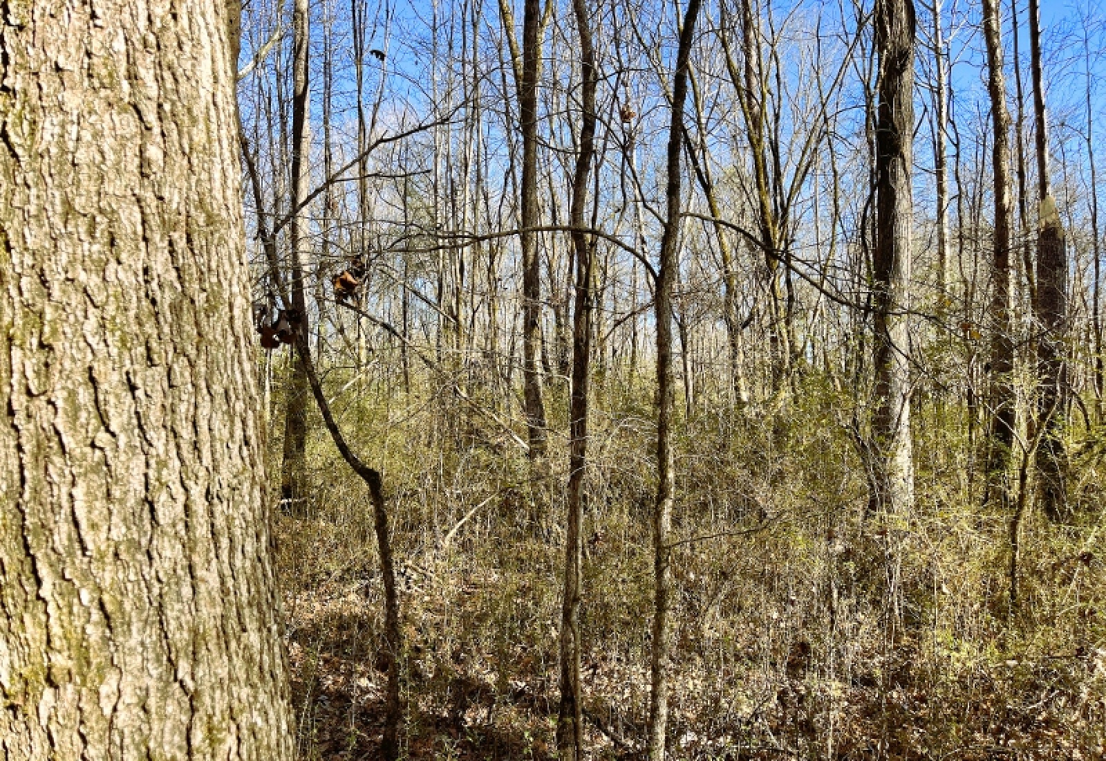 Greenwood County, 0 , 0 ,0,Land,Active,0,1200 Greenwood County, 0 , 0 ,0,Land,Active,0,1200