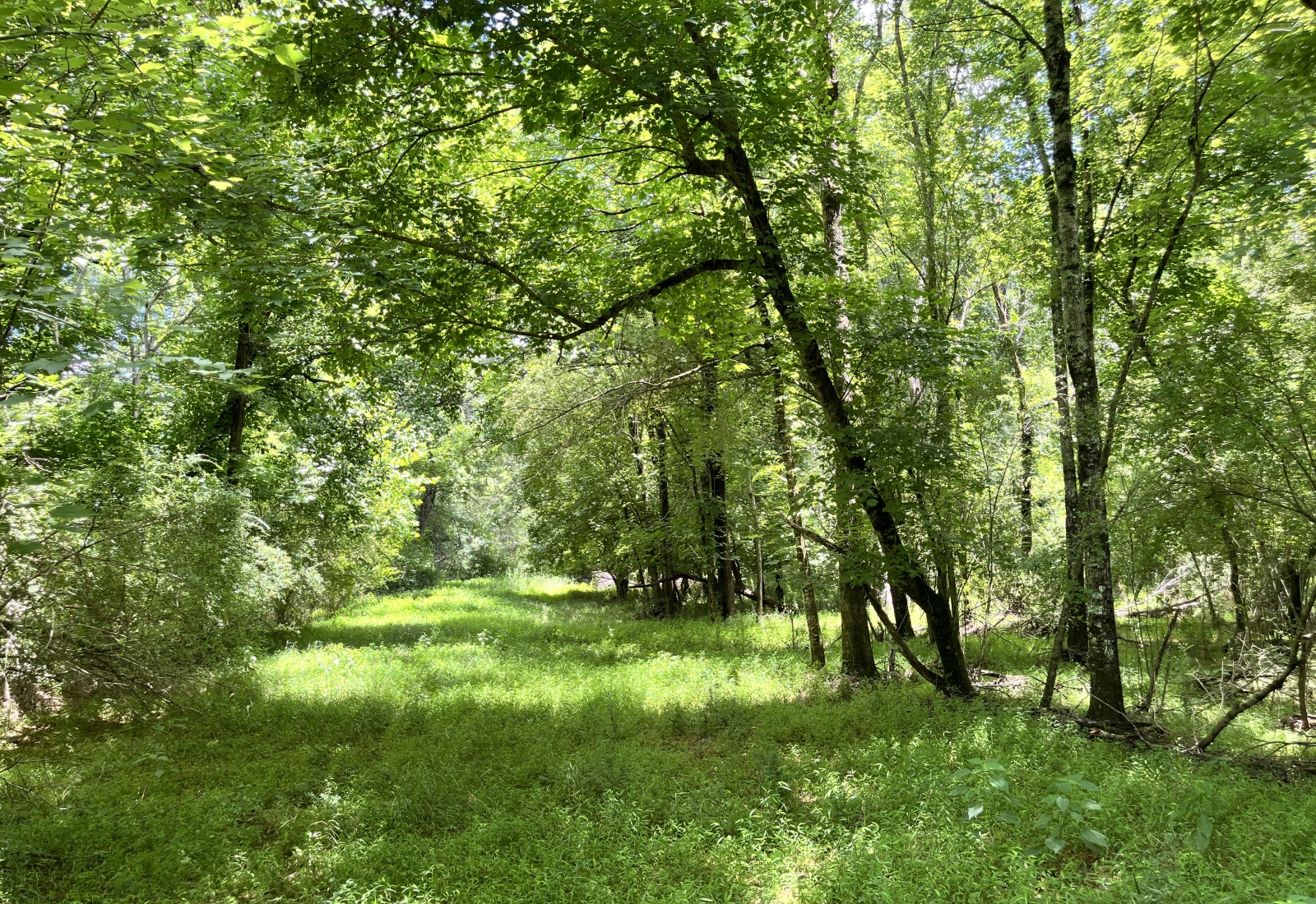 Greenwood County, 0 , 0 ,0,Land,Active,0,1207 Greenwood County, 0 , 0 ,0,Land,Active,0,1207