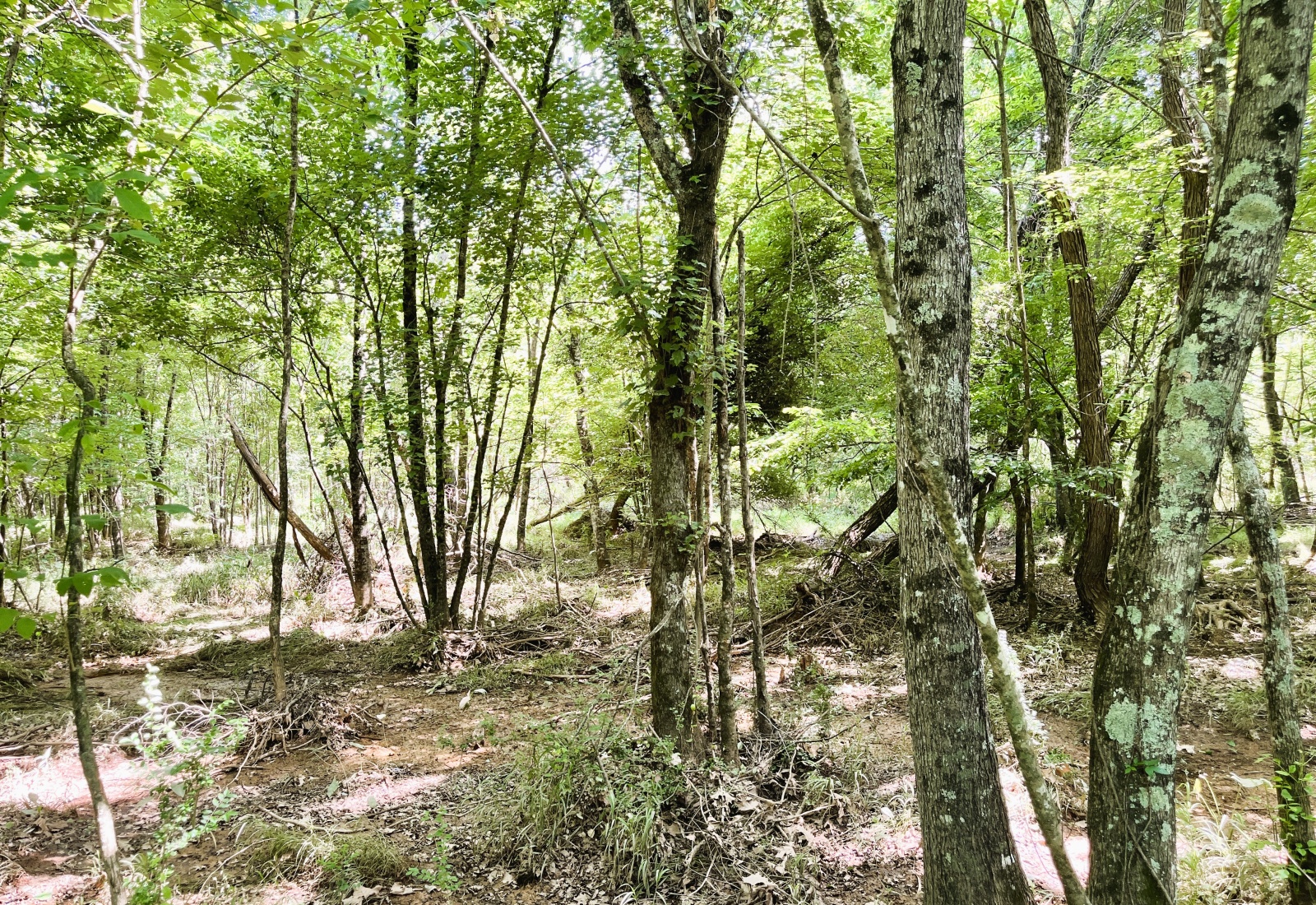 Greenwood County, 0 , 0 ,0,Land,Active,0,1207 Greenwood County, 0 , 0 ,0,Land,Active,0,1207