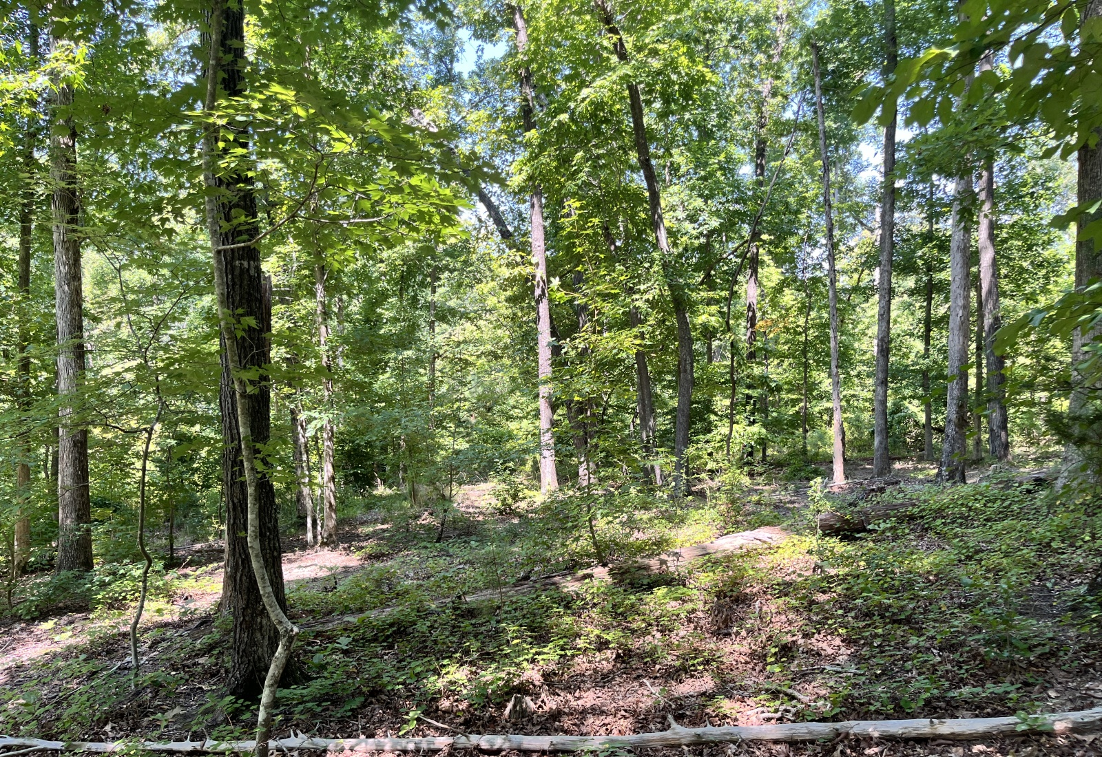 Abbeville County, 0 , 0 ,0,Land,Active,0,1211