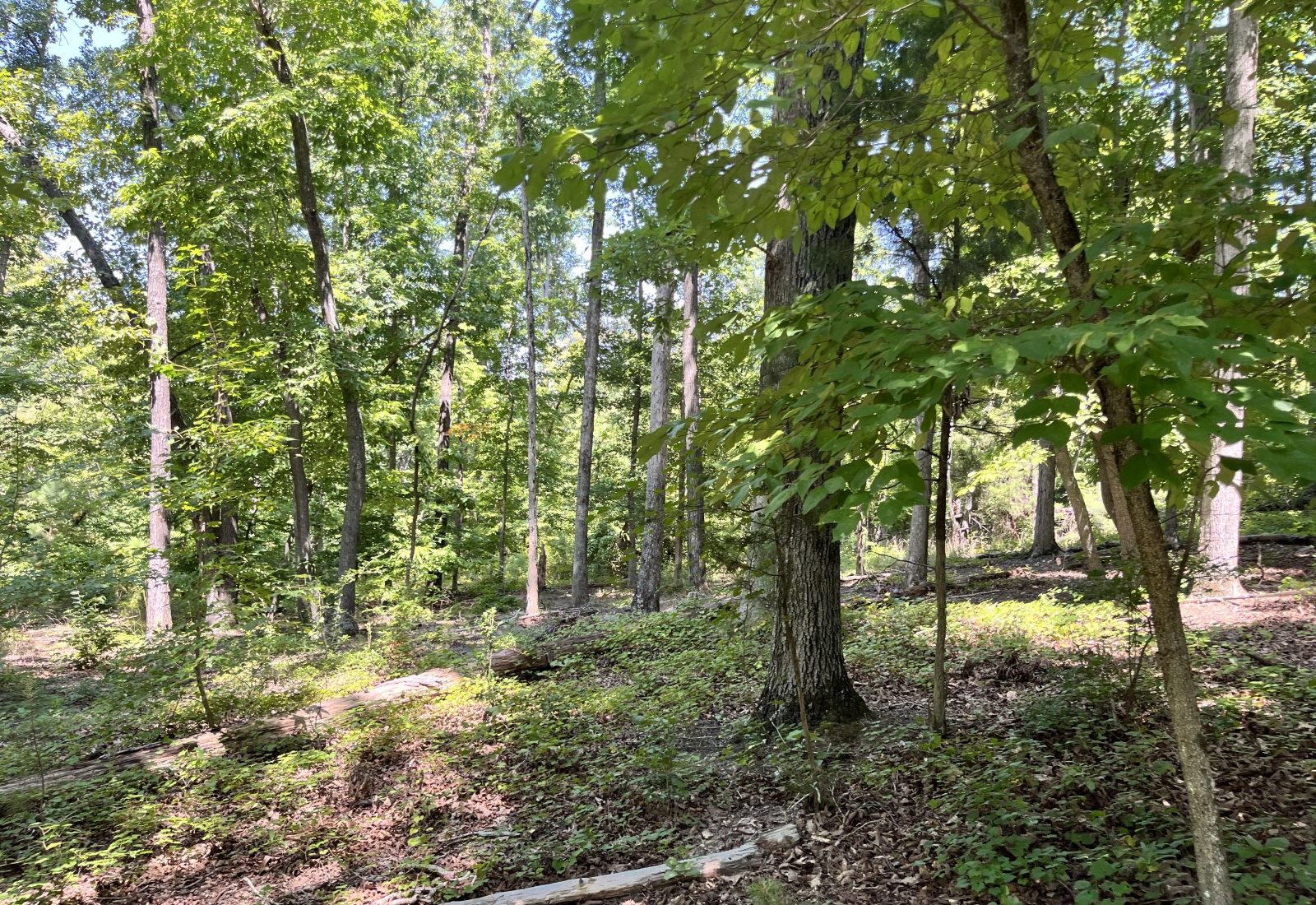 Abbeville County, 0 , 0 ,0,Land,Active,0,1211