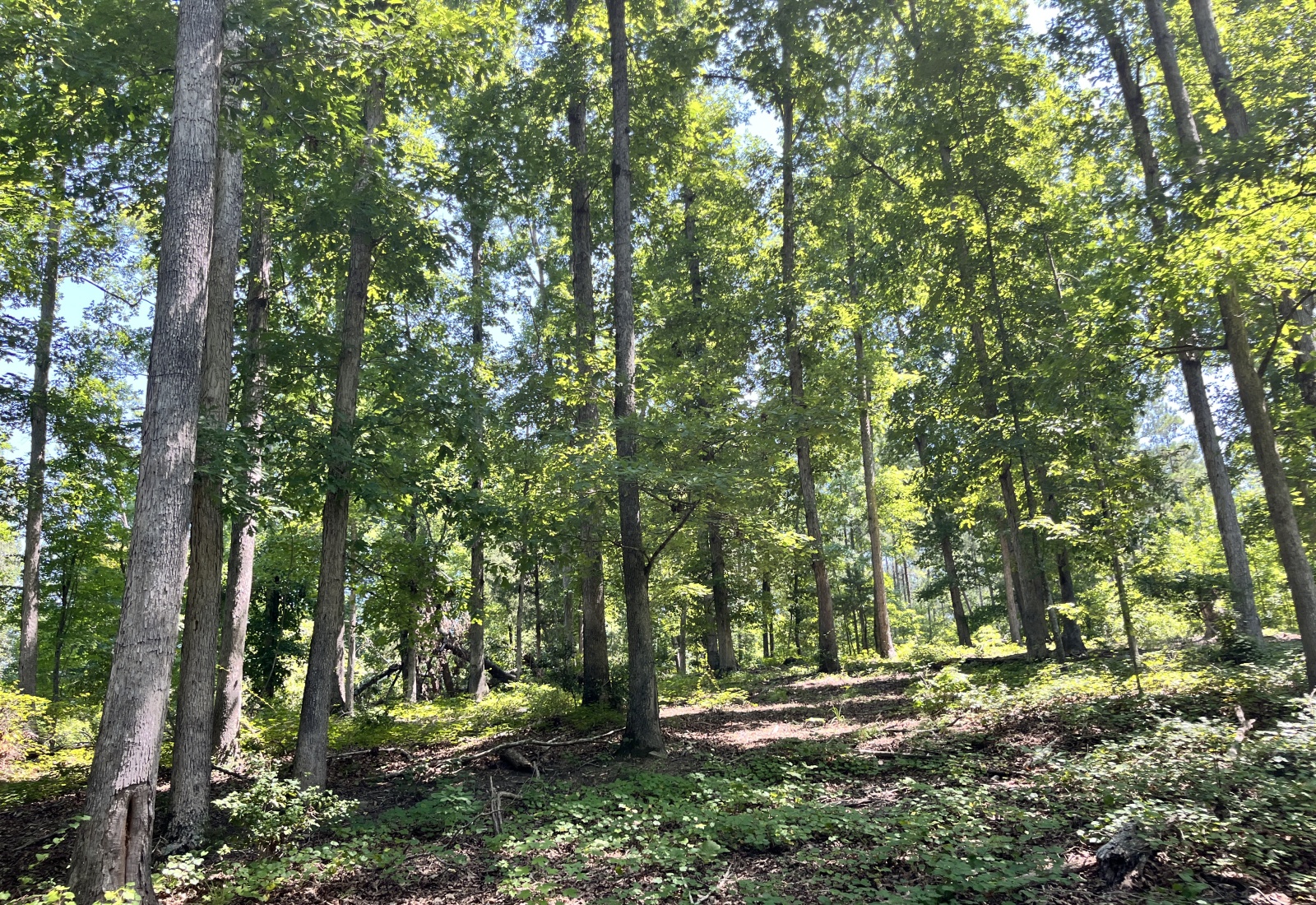 Abbeville County, 0 , 0 ,0,Land,Active,0,1211