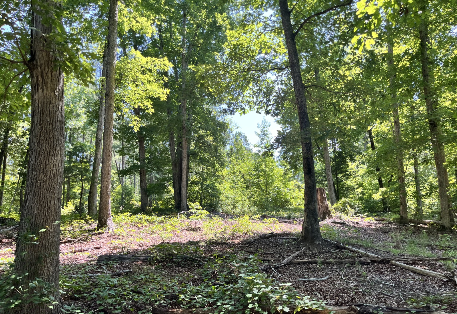 Abbeville County, 0 , 0 ,0,Land,Active,0,1211