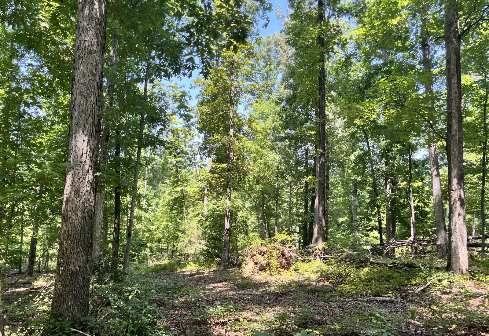 Abbeville County, 0 , 0 ,0,Land,Active,0,1211