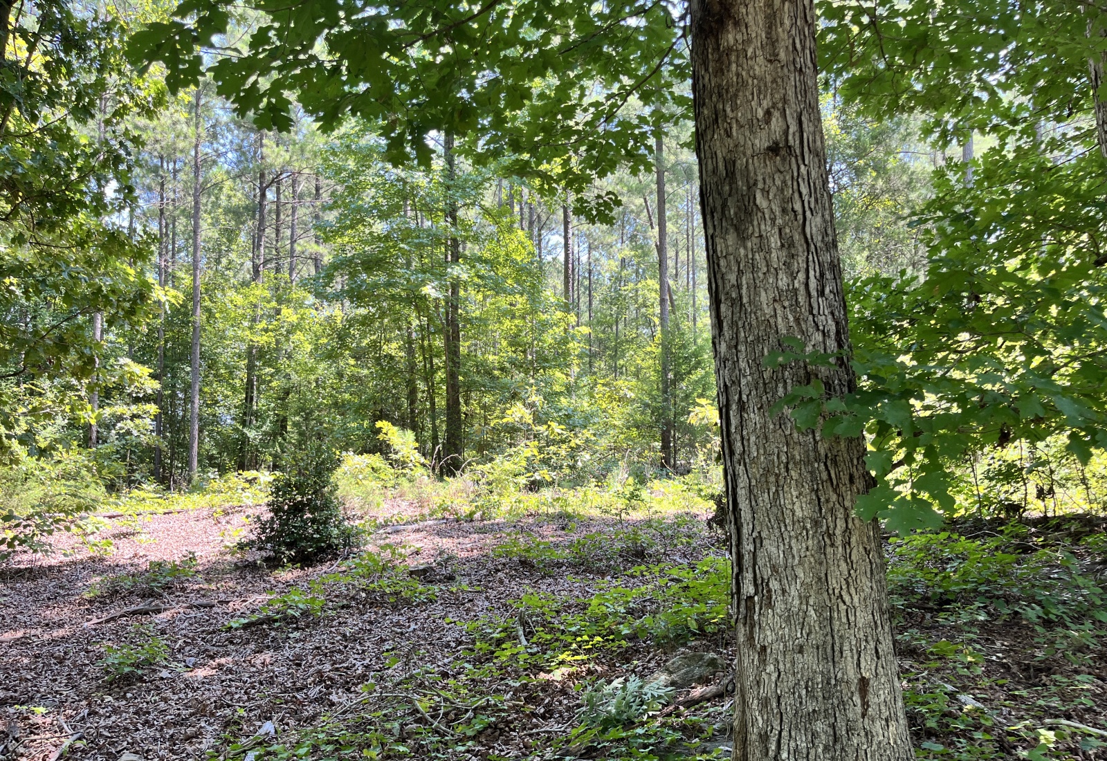 Abbeville County, 0 , 0 ,0,Land,Active,0,1211