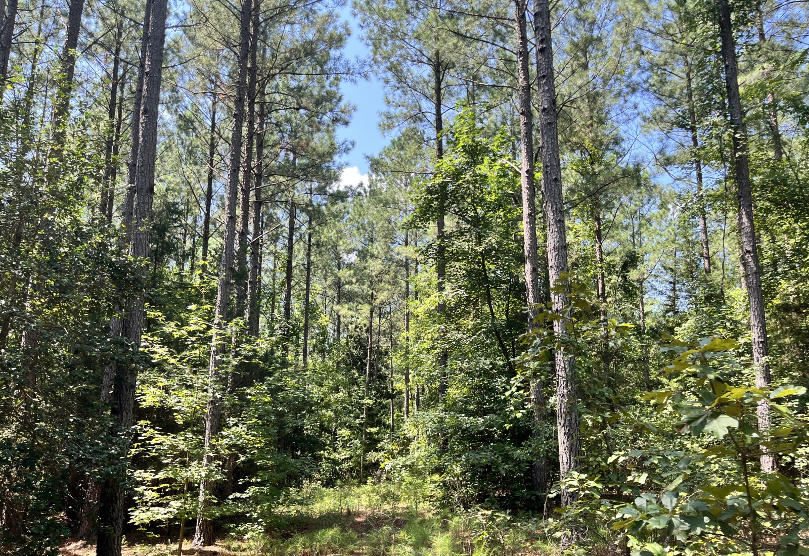 Abbeville County, 0 , 0 ,0,Land,Active,0,1211