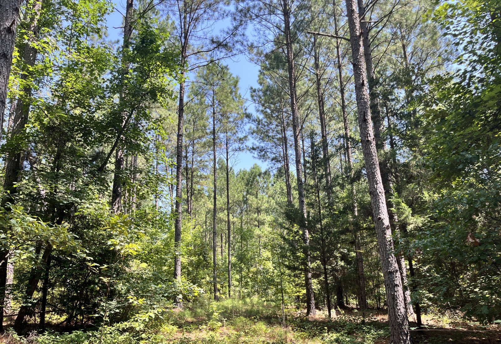 Abbeville County, 0 , 0 ,0,Land,Active,0,1211