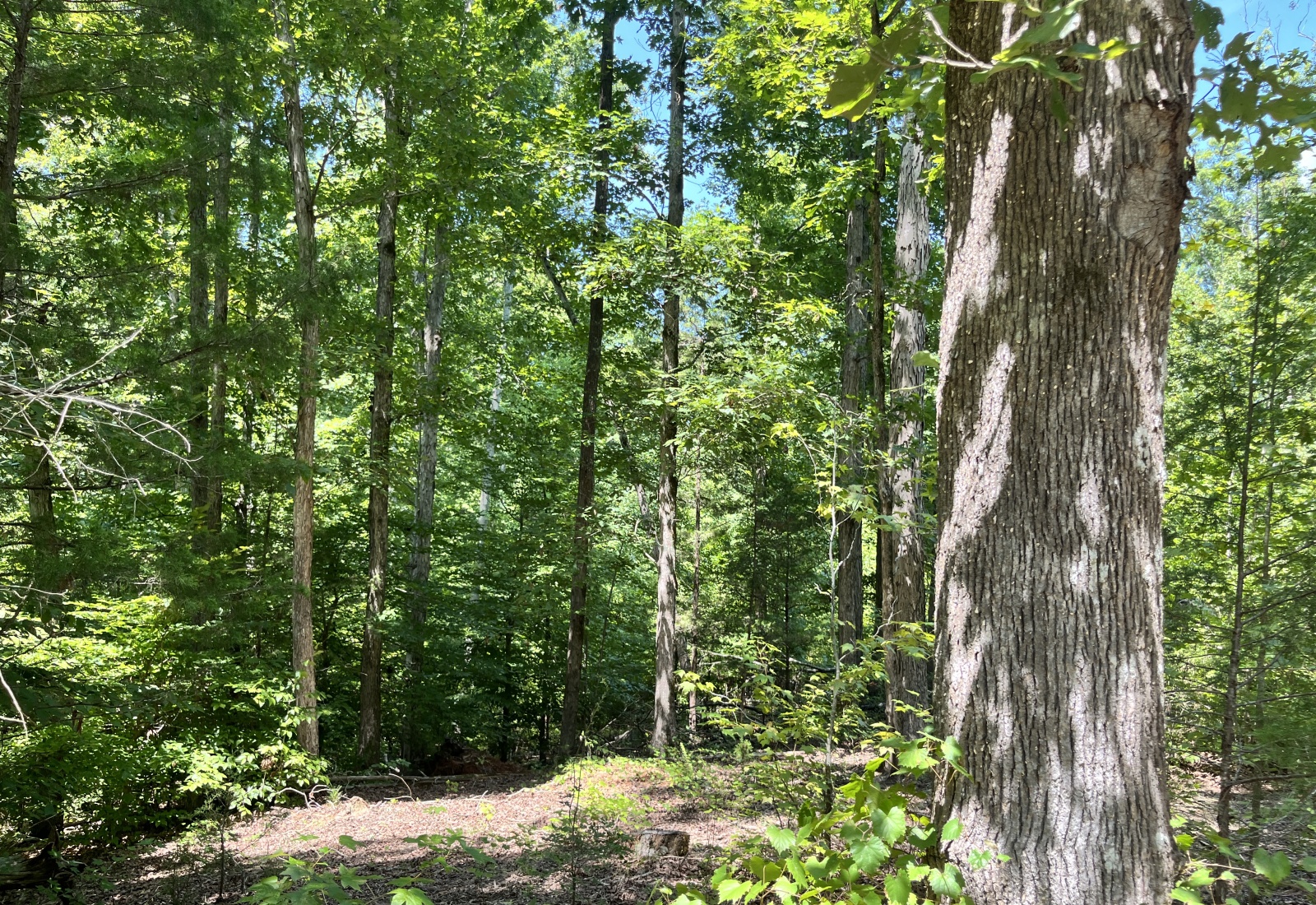 Abbeville County, 0 , 0 ,0,Land,Active,0,1211