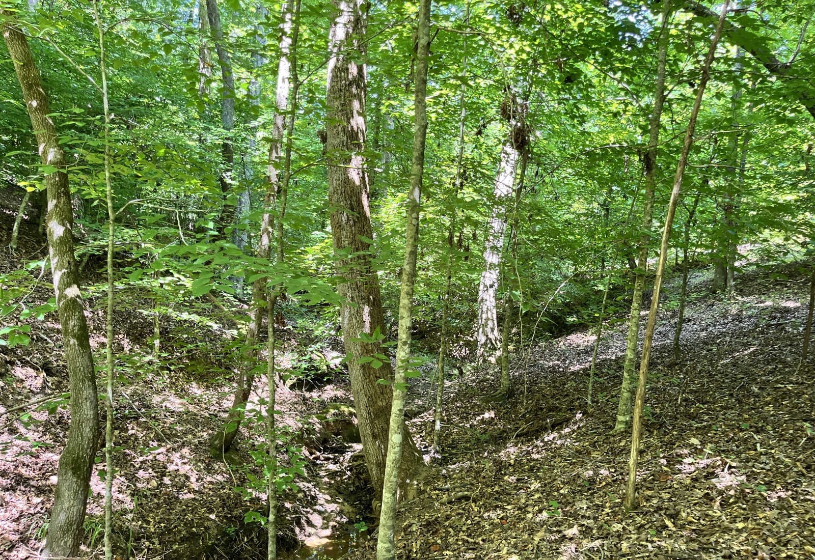 Abbeville County, 0 , 0 ,0,Land,Active,0,1211