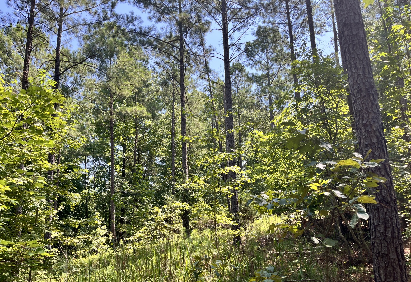 Abbeville County, 0 , 0 ,0,Land,Active,0,1212