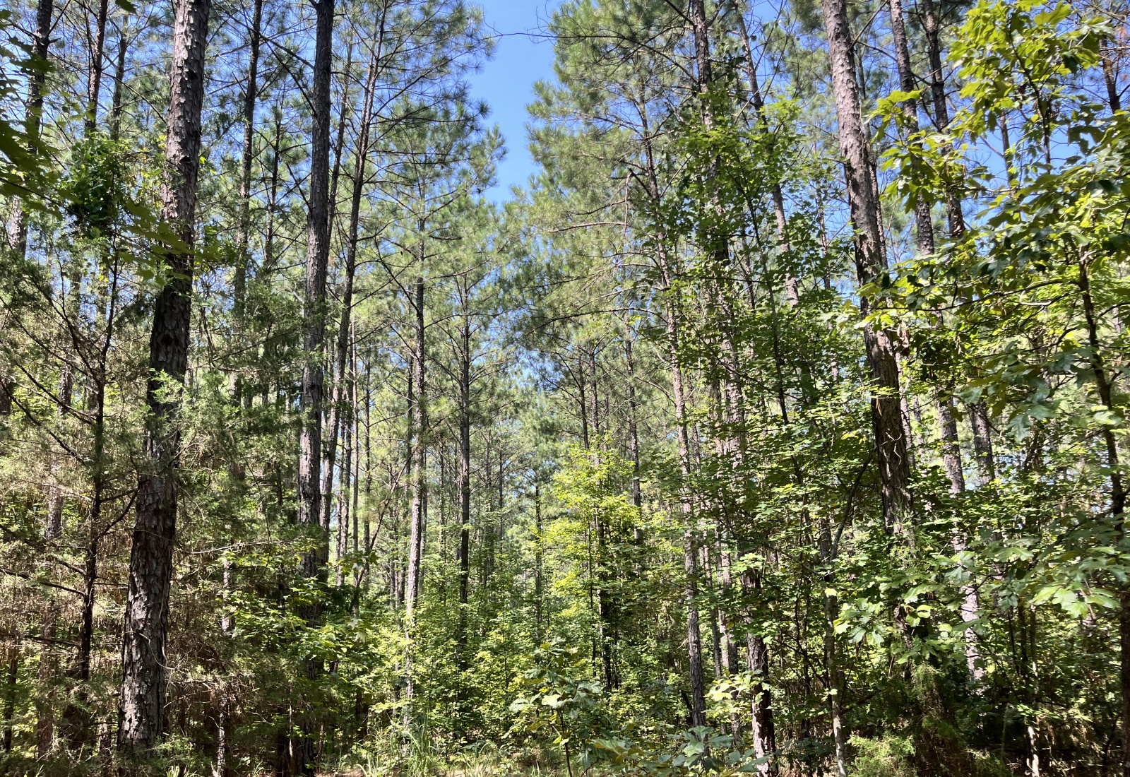 Abbeville County, 0 , 0 ,0,Land,Active,0,1212