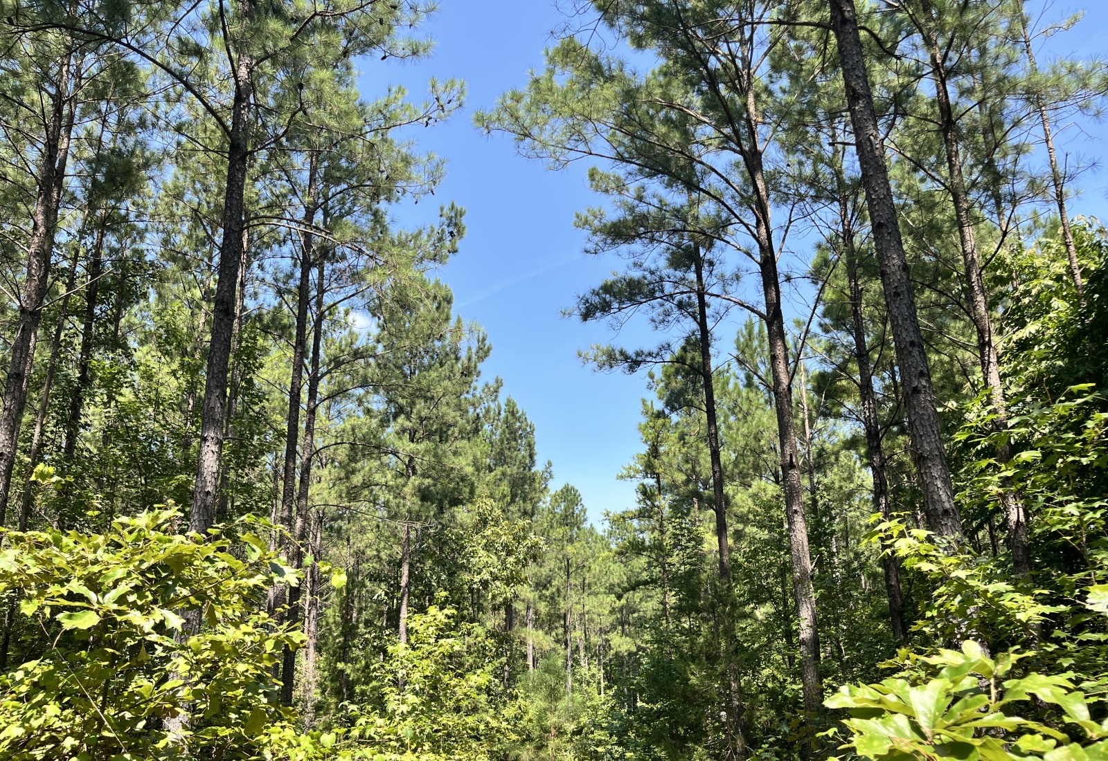 Abbeville County, 0 , 0 ,0,Land,Active,0,1212