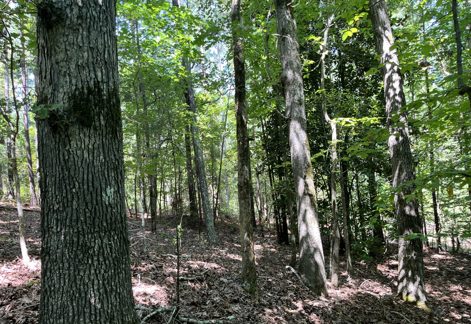 Abbeville County, 0 , 0 ,0,Land,Active,0,1212
