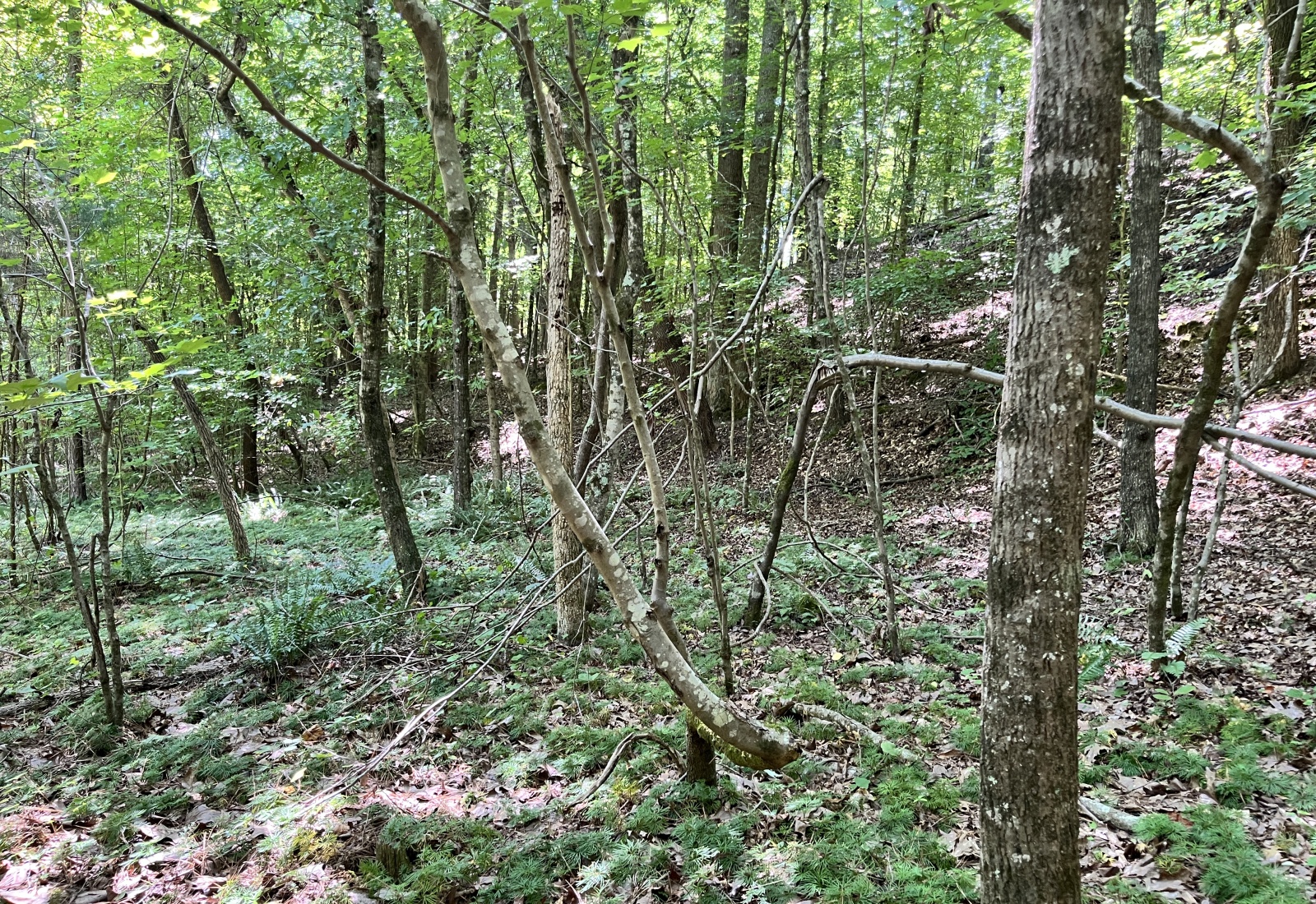 Abbeville County, 0 , 0 ,0,Land,Active,0,1212