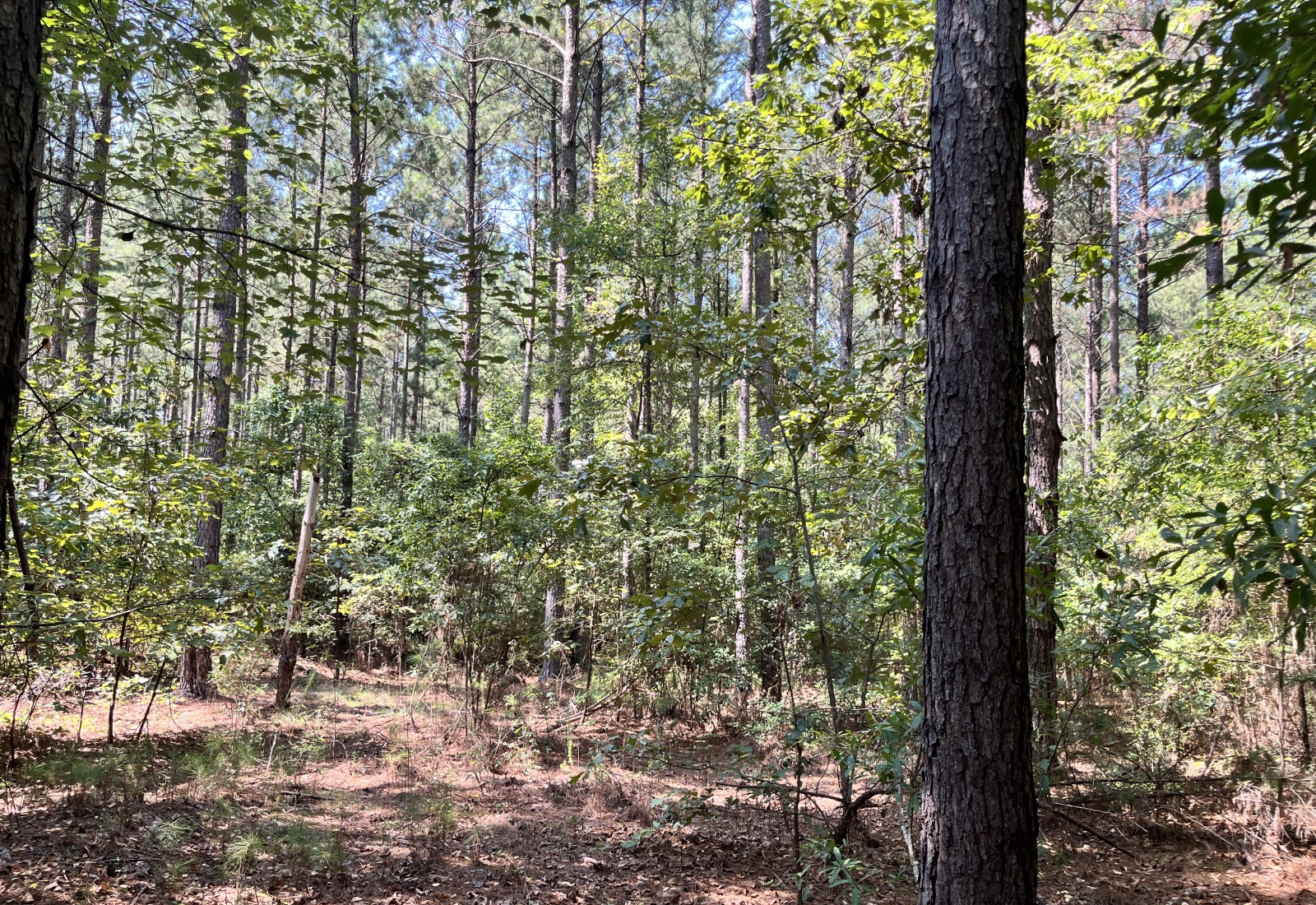 Abbeville County, 0 , 0 ,0,Land,Active,0,1213