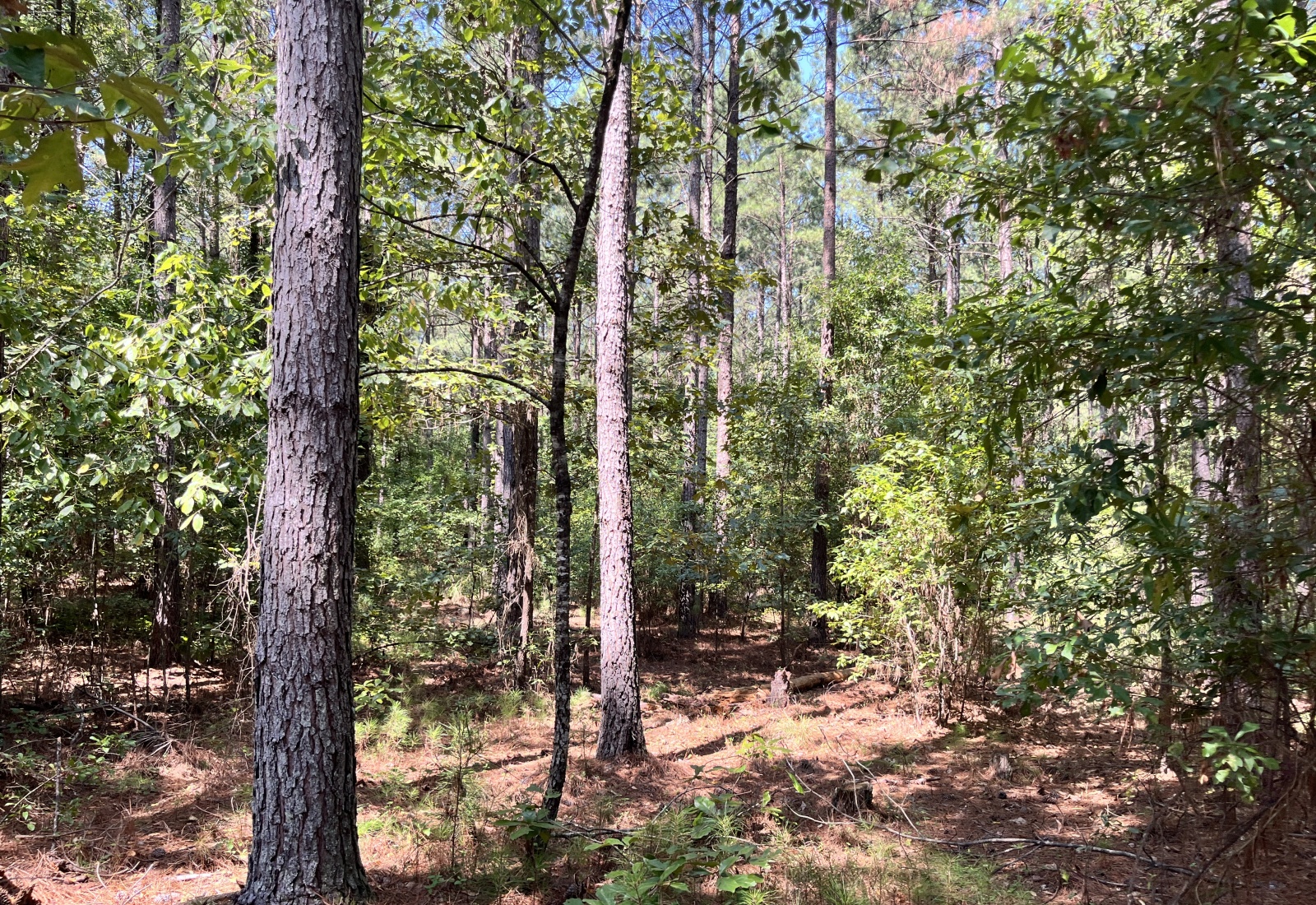 Abbeville County, 0 , 0 ,0,Land,Active,0,1213