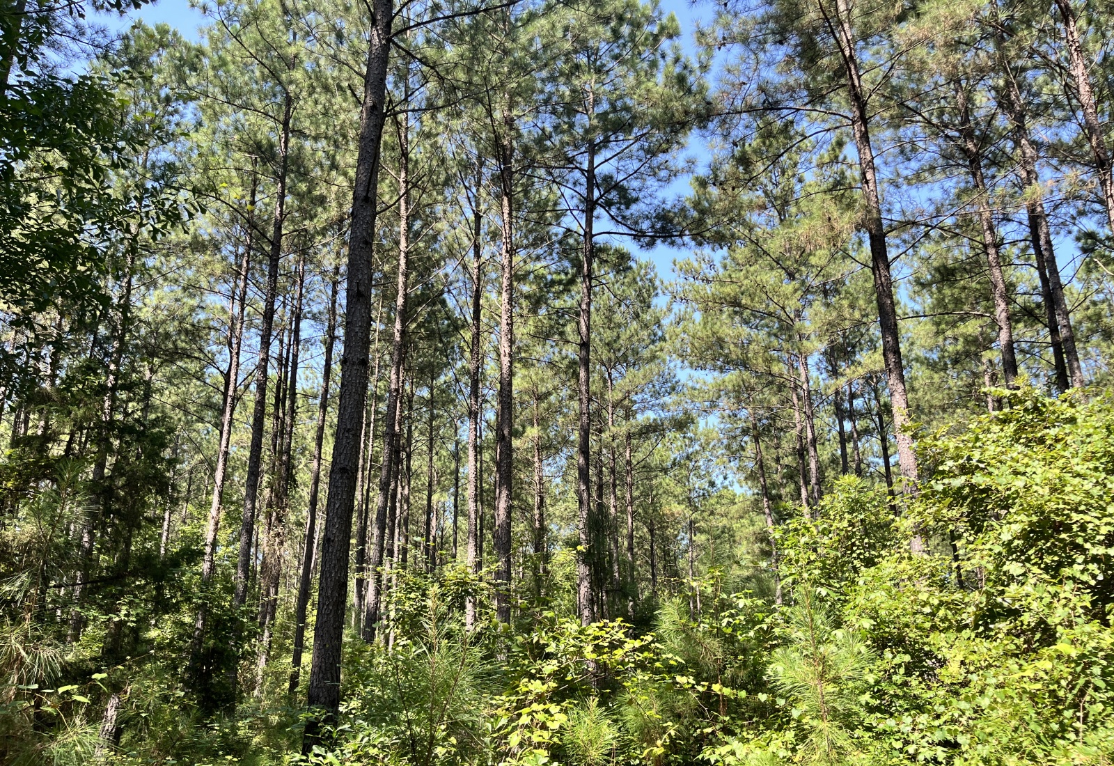 Abbeville County, 0 , 0 ,0,Land,Active,0,1213