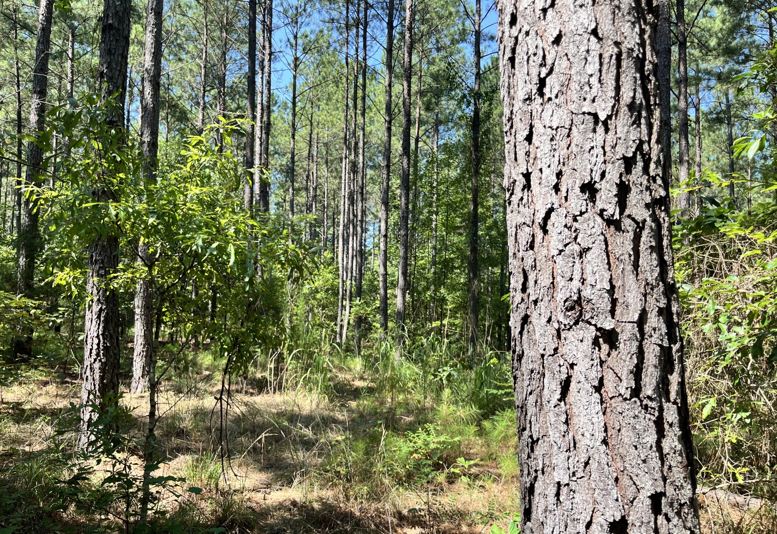 Abbeville County, 0 , 0 ,0,Land,Active,0,1213