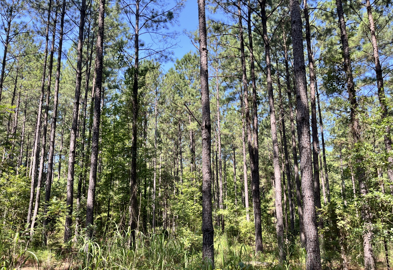 Abbeville County, 0 , 0 ,0,Land,Active,0,1213