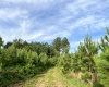 Abbeville, 0 , 0 ,0,Land,Active,0,1215