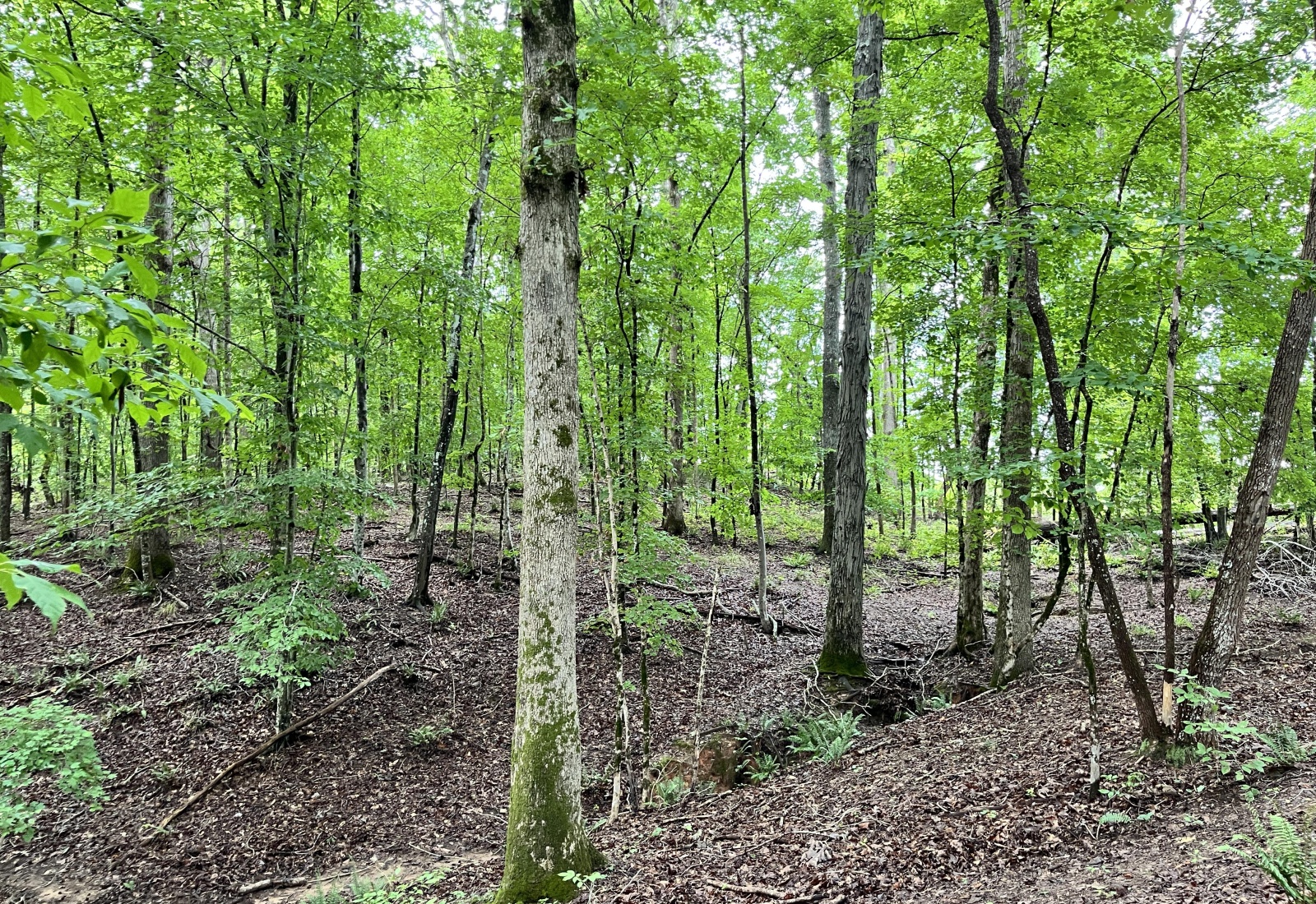 Abbeville, 0 , 0 ,0,Land,Active,0,1215