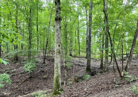 Abbeville, 0 , 0 ,0,Land,Active,0,1215 Abbeville, 0 , 0 ,0,Land,Active,0,1215
