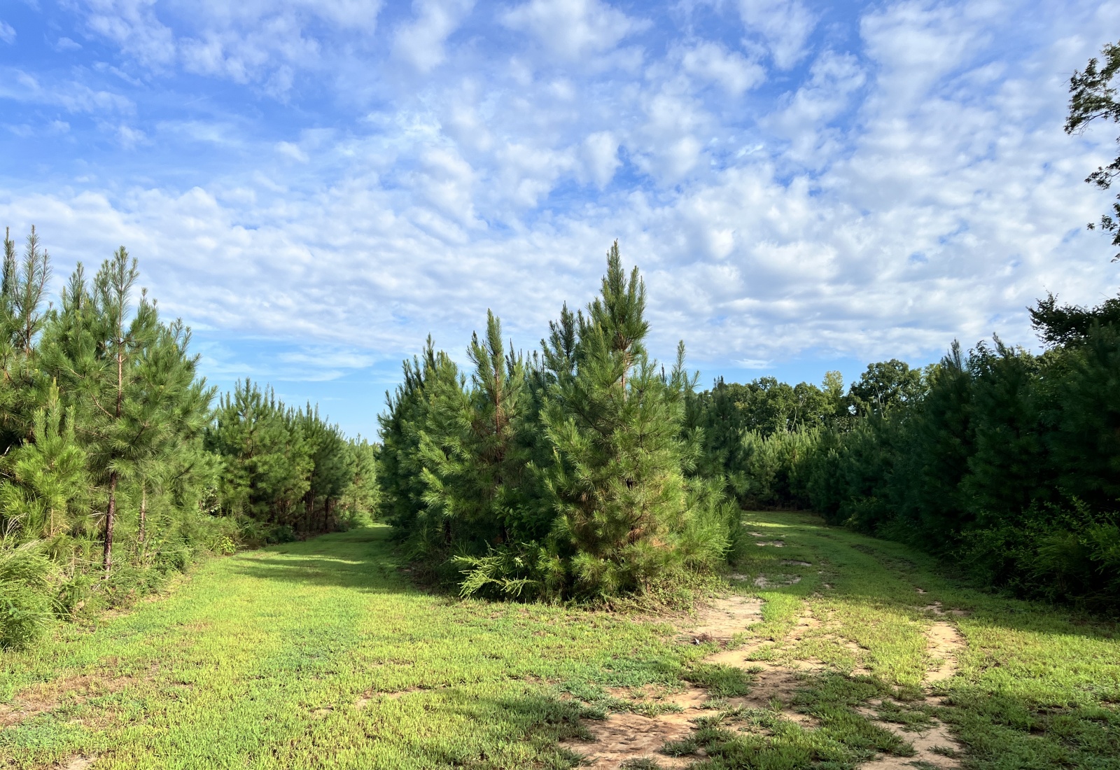 Abbeville, 0 , 0 ,0,Land,Active,0,1215