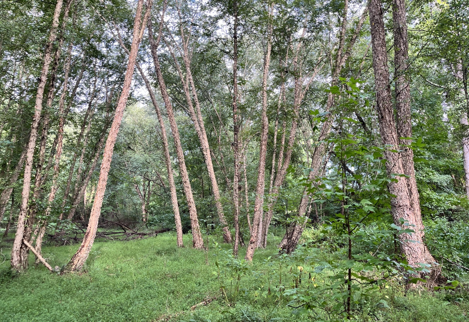 Abbeville, 0 , 0 ,0,Land,Active,0,1215