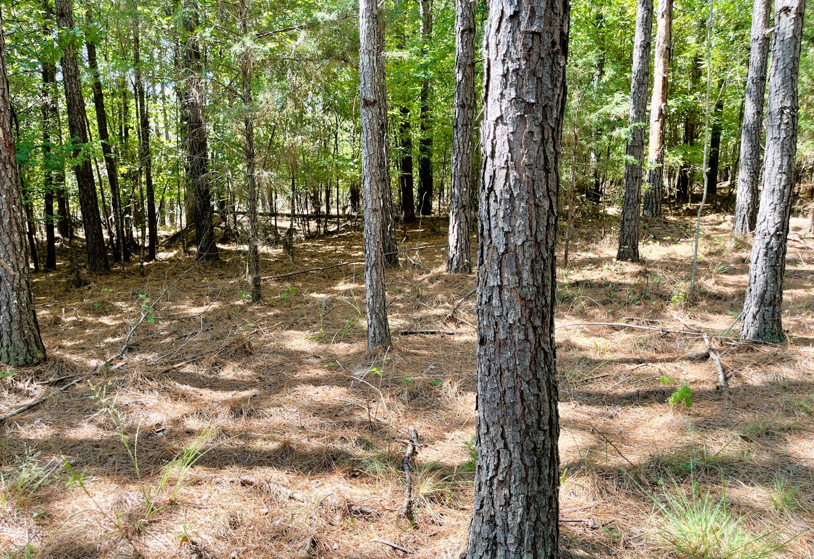 Edgefield County, 0 , 0 ,0,Land,Active,0,1220 Edgefield County, 0 , 0 ,0,Land,Active,0,1220